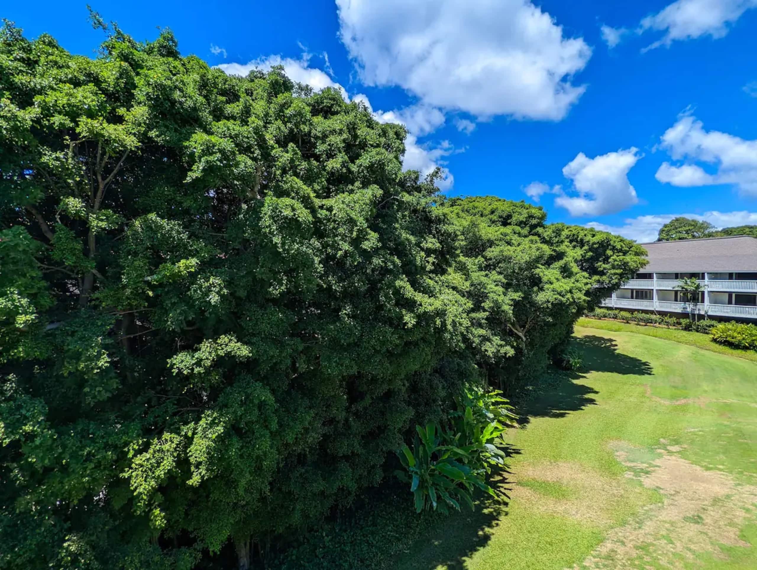 Home in Koloa · ★4.91 · 1 bedroom · 2 beds · 1 shared bath - Image 28