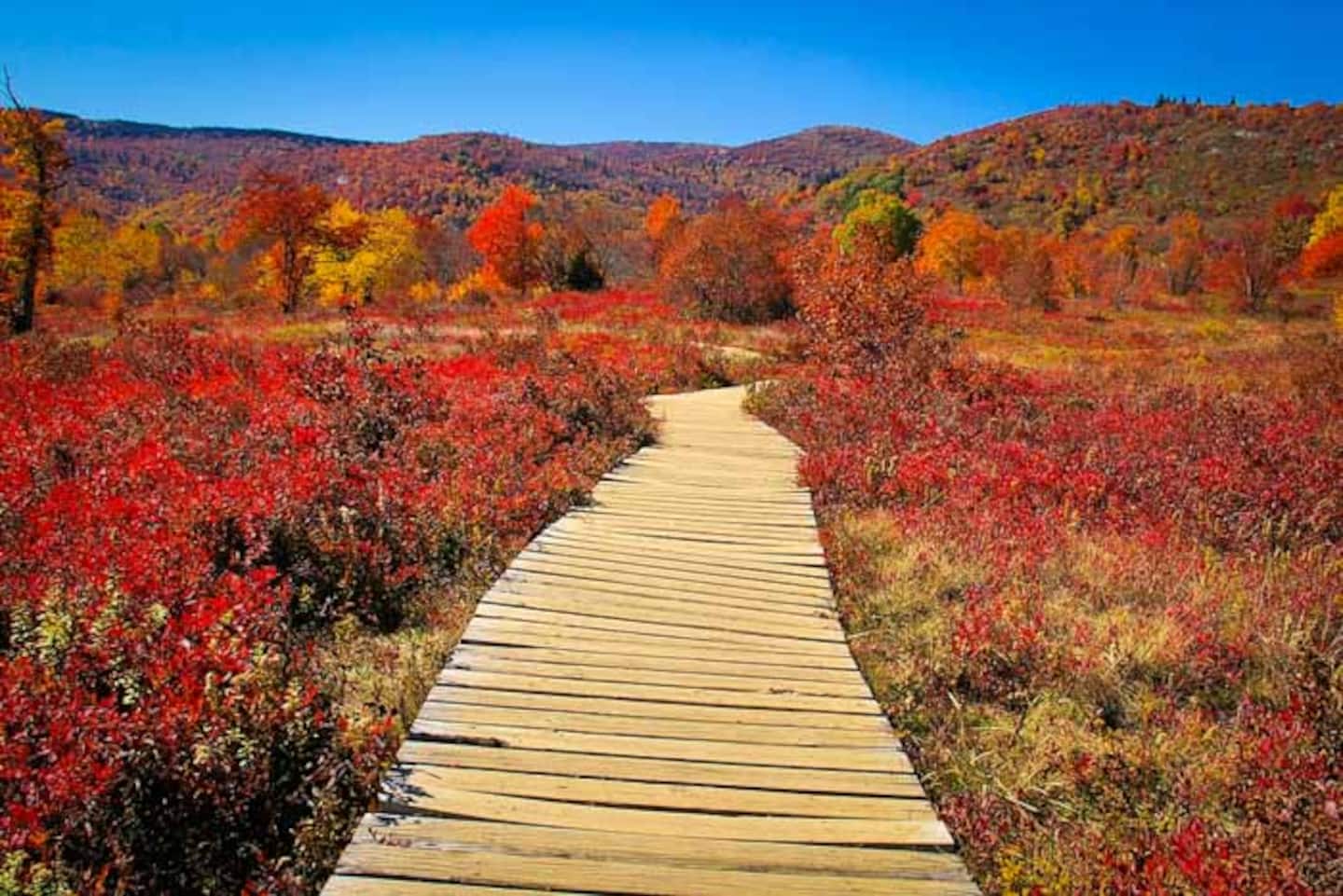 Walk the boardwalk when the blueberry bushes turn red, a classic fall day trip about an hour up the Parkway