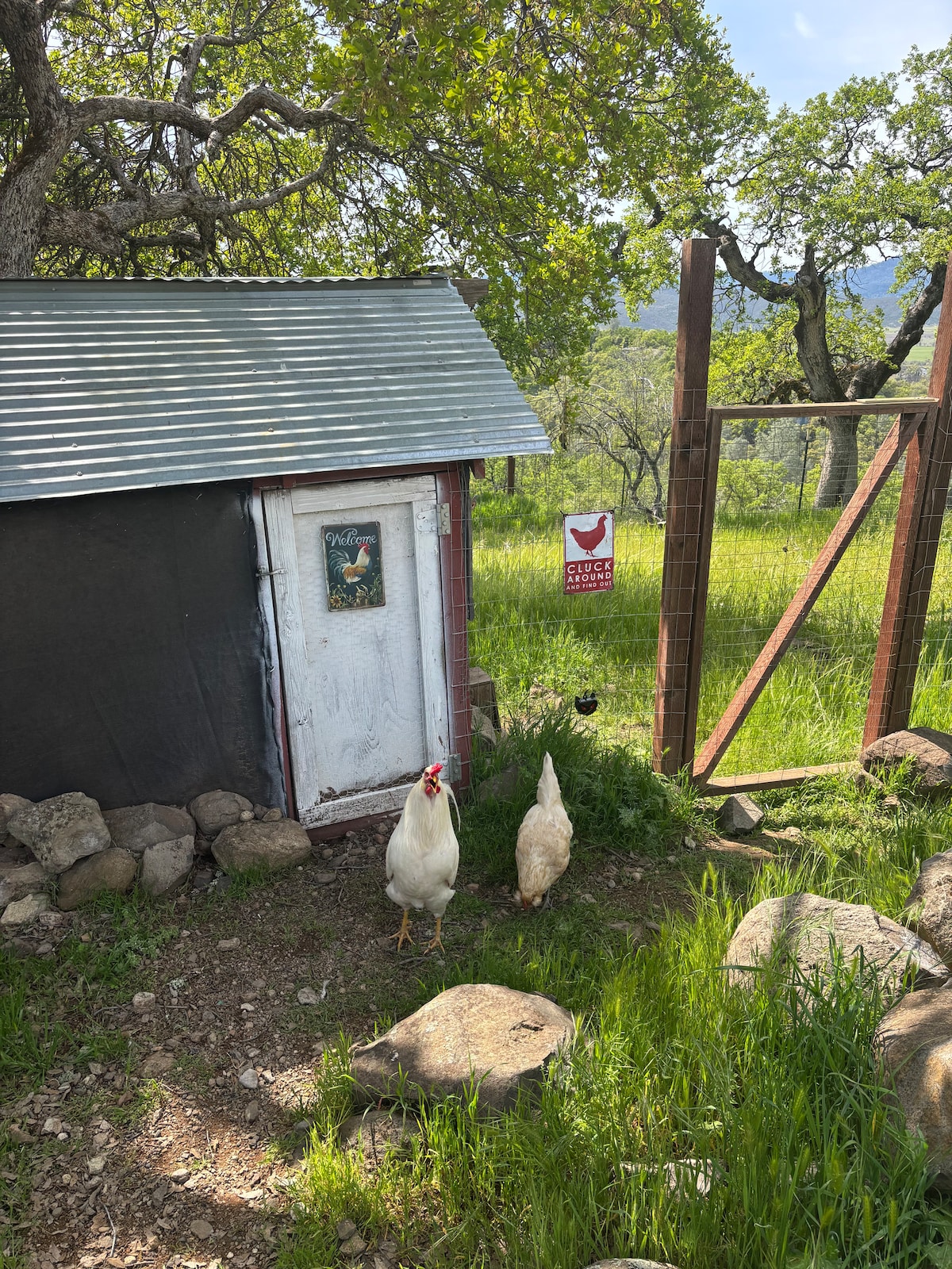 Our chickens are pampered and spoiled. You can visit them and collect eggs! at Stargazing Dome in Hidden Valley Lake