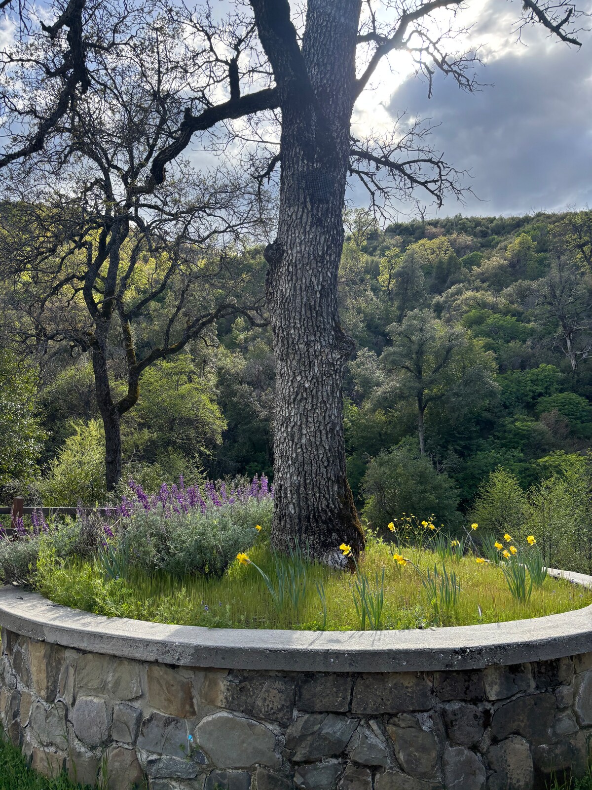 Looking for swimming holes up in Big Canyon. Found flowers. at Stargazing Dome in Hidden Valley Lake