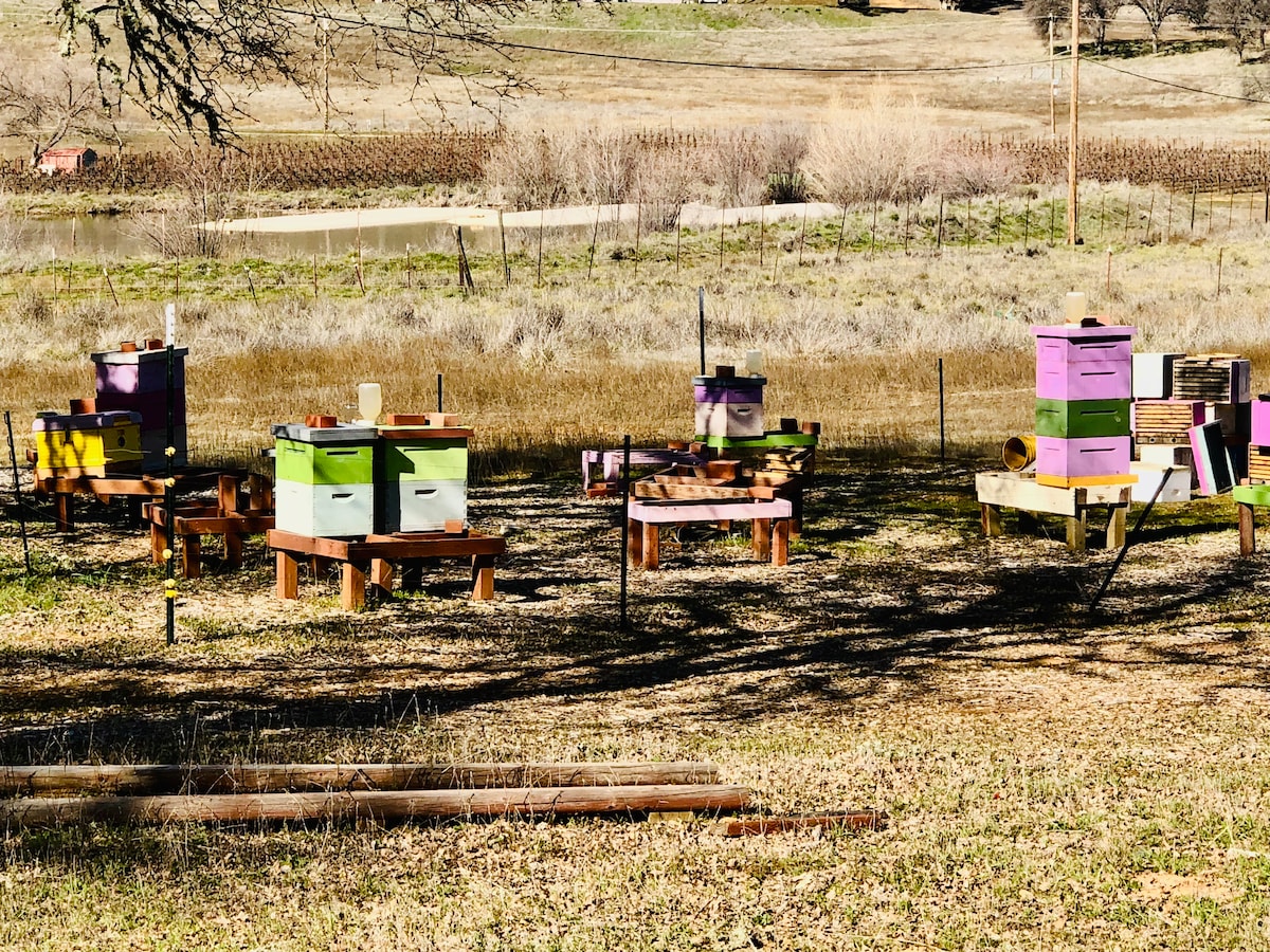 Stumbling upon the bee boxes out in Morgan Valley. at Stargazing Dome in Hidden Valley Lake