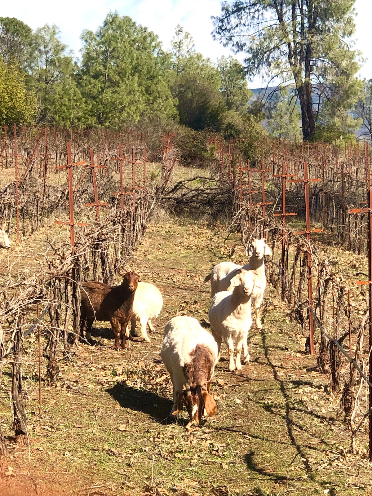 Cheap grays between the vines that’s what biodynamic and regenerative agriculture is all about and we are leading the way here. at Stargazing Dome in Hidden Valley Lake