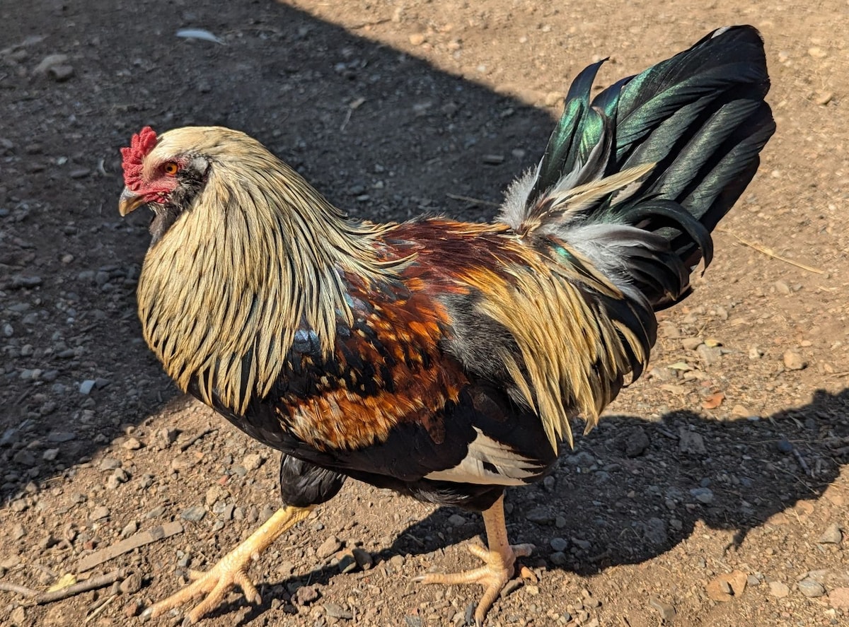 Our former rooster, GQ. So handsome! at Stargazing Dome in Hidden Valley Lake