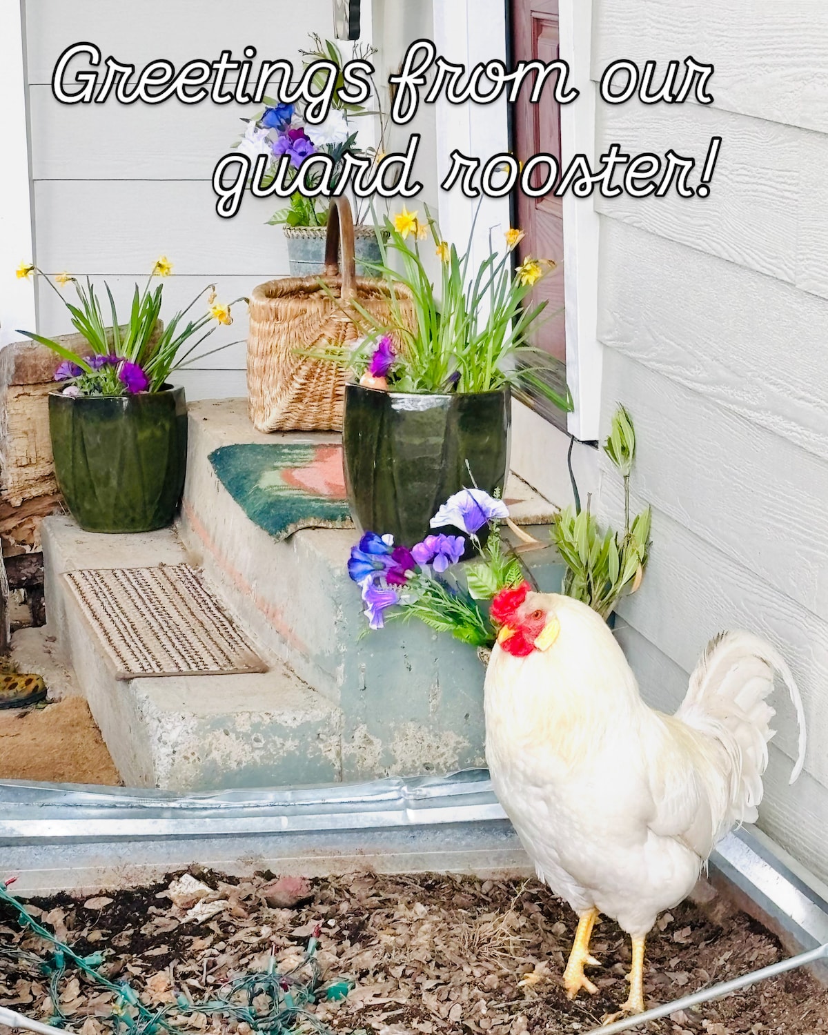 Easter flowers and our former rooster, Roosty Roo. (Roost in Peace.) at Stargazing Dome in Hidden Valley Lake
