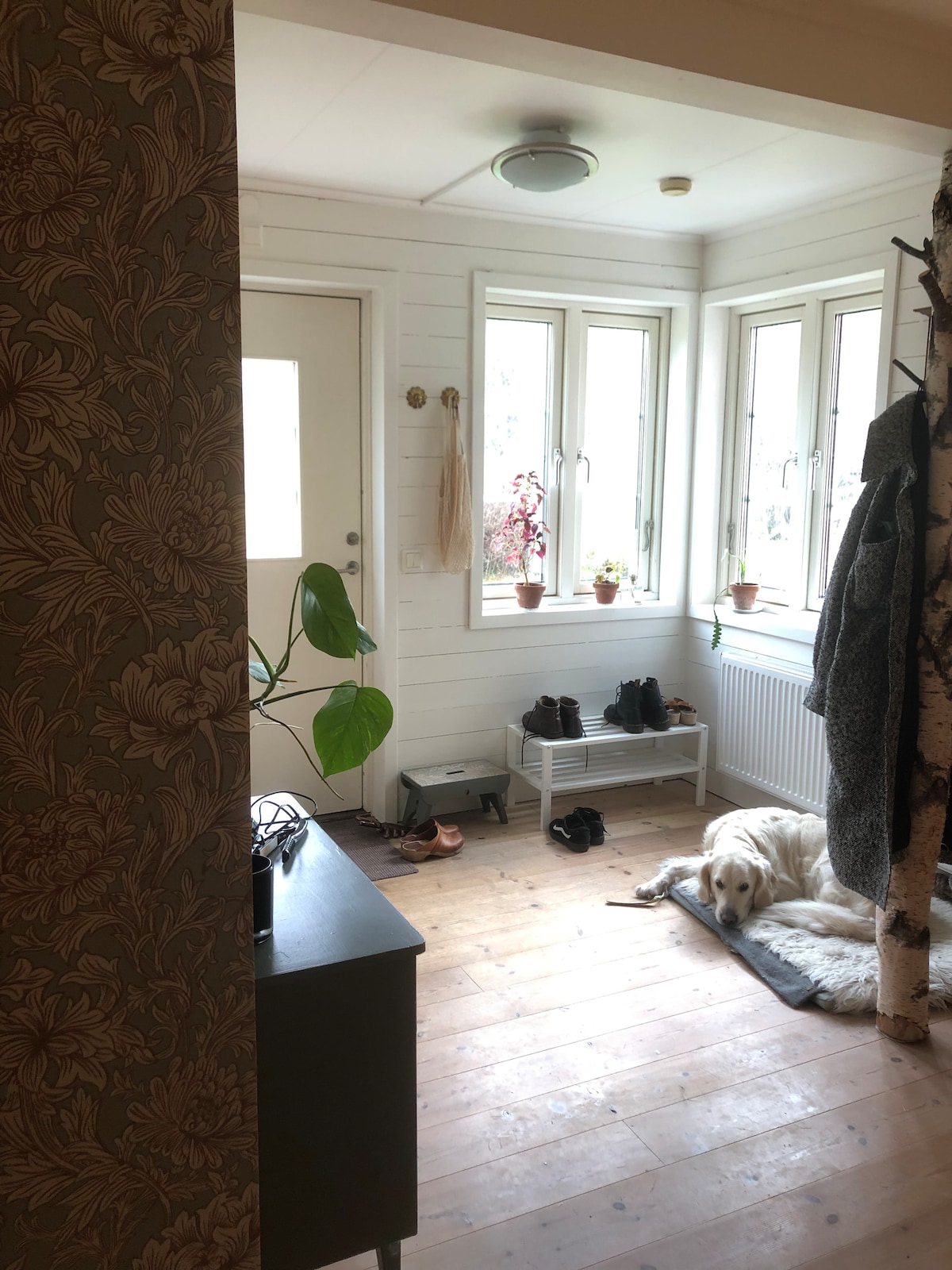 An inviting entrance area features a console table and a cozy corner for a dog, resting on a soft mat. Natural light filters through multiple windows, illuminating the wooden floor and surrounding potted plants. Shoes are neatly arranged on a white shoe rack.