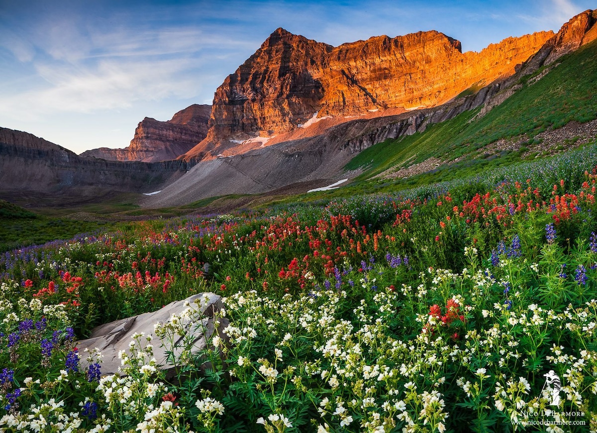 A vibrant landscape showcases a variety of wildflowers, including red, white, and blue blooms, set against a backdrop of rugged mountain peaks illuminated by sunlight. The scene captures the natural beauty of the area, highlighting the diverse flora in a tranquil setting.