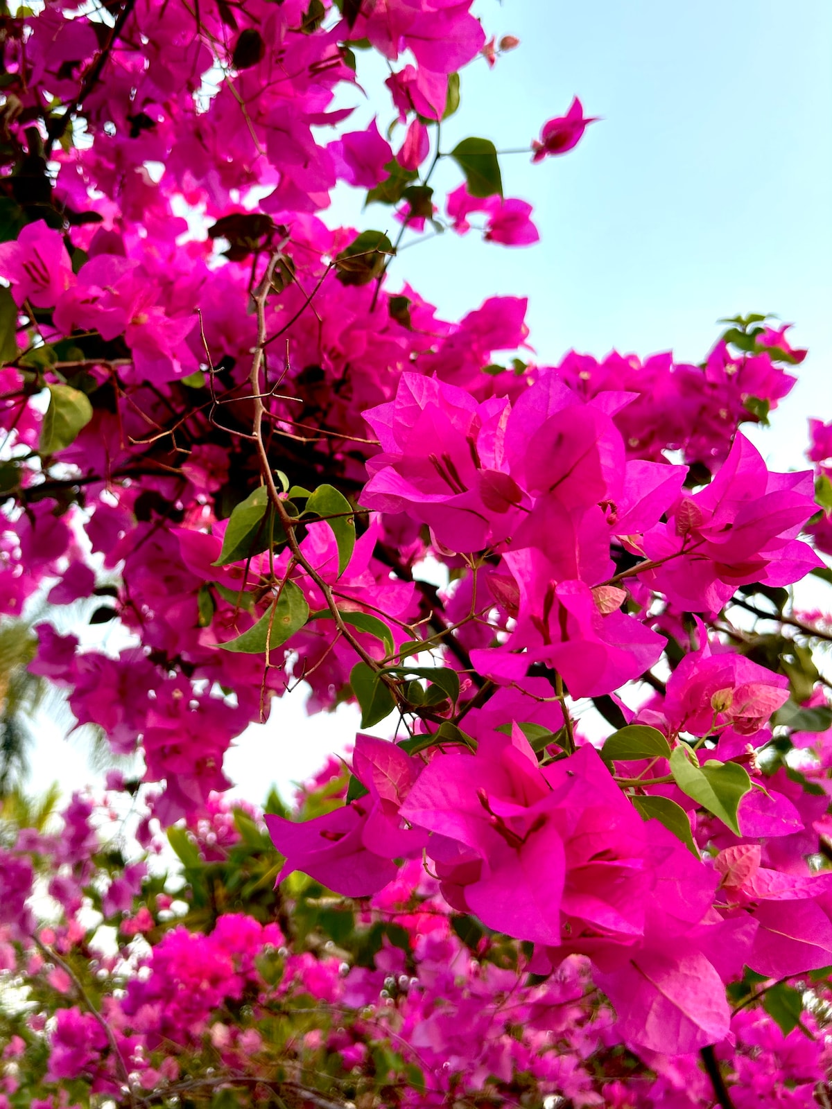Vibrant clusters of bougainvillea flowers create a striking display with shades of pink. Delicate green leaves accompany the blossoms, set against a clear blue sky, offering a rich contrast and a sense of lush tropical beauty.