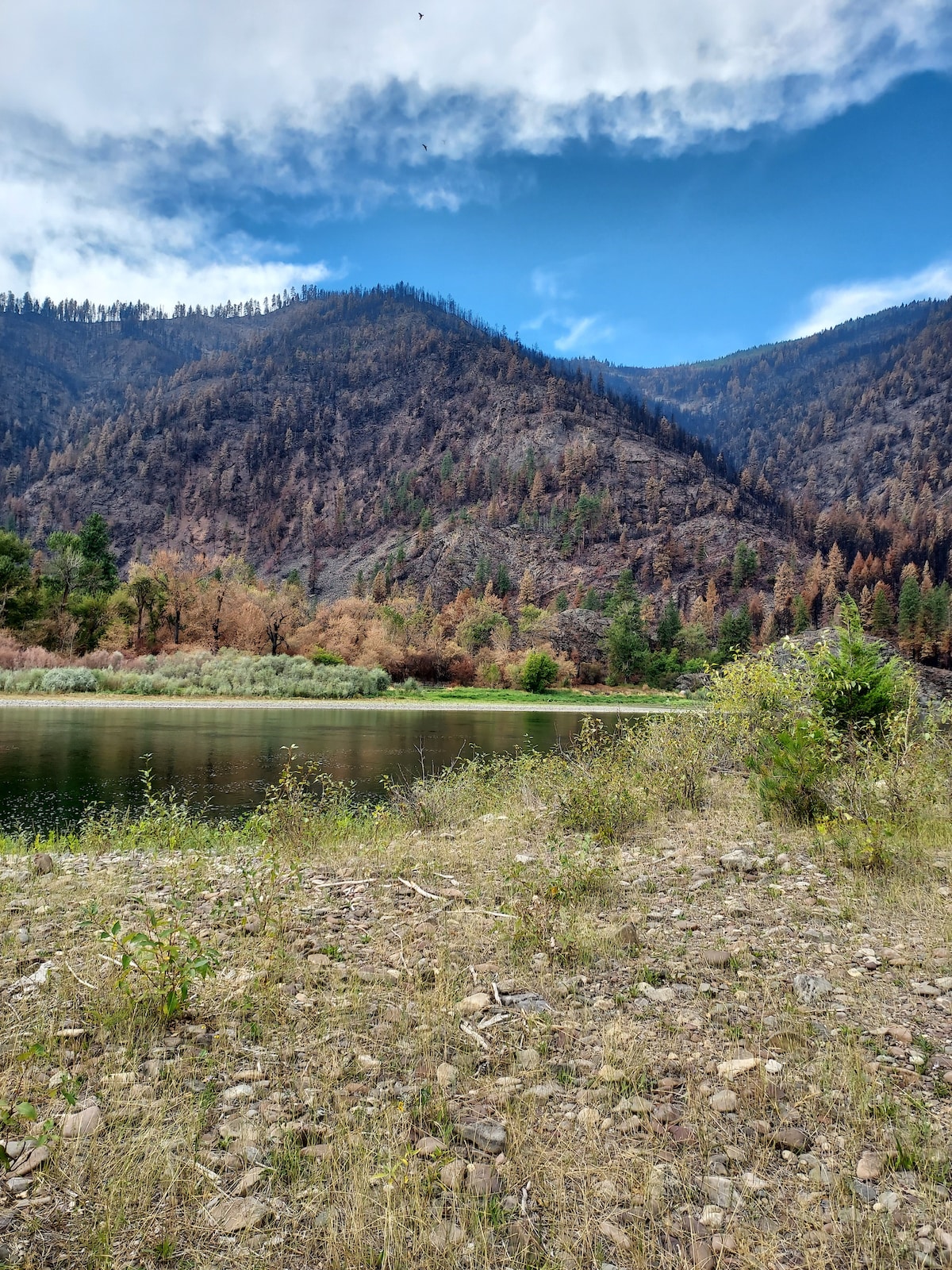 The image depicts a serene landscape along the Clark Fork River, featuring a gently sloping bank covered in grasses and small stones. Rolling hills are visible in the background, displaying a variety of trees and vegetation, with a partly cloudy sky overhead.