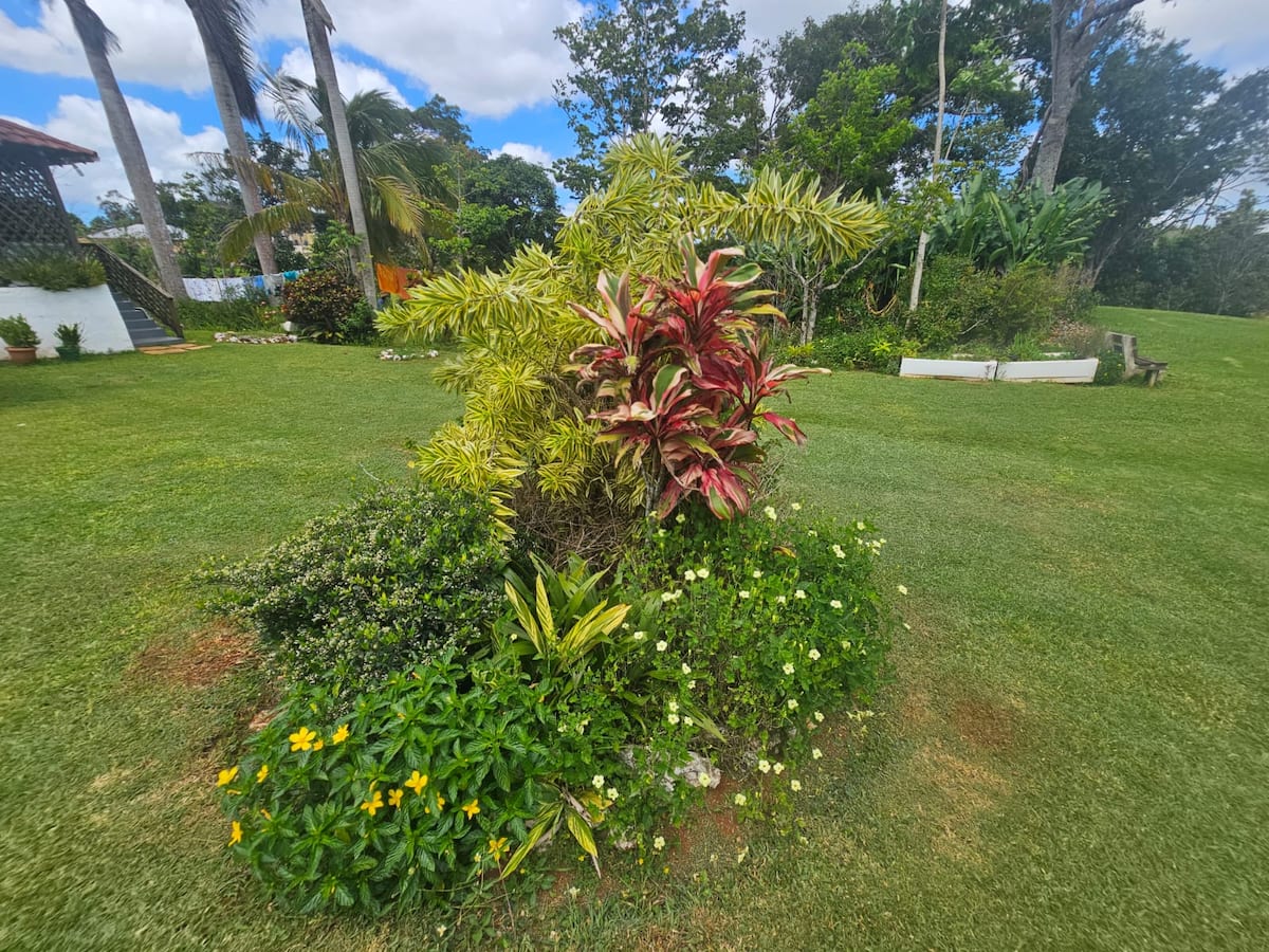 Garden lawn with tropical plants