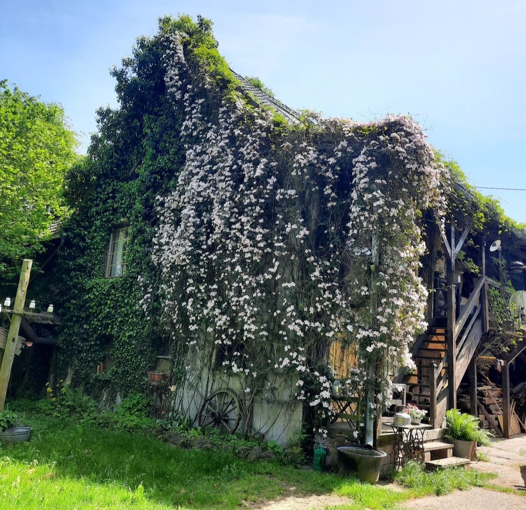 The exterior of a charming, ivy-covered house is displayed, adorned with white blossoms that climb its walls. A wooden staircase leads to the second floor, while a grassy area surrounds the structure, enhancing its natural setting.
