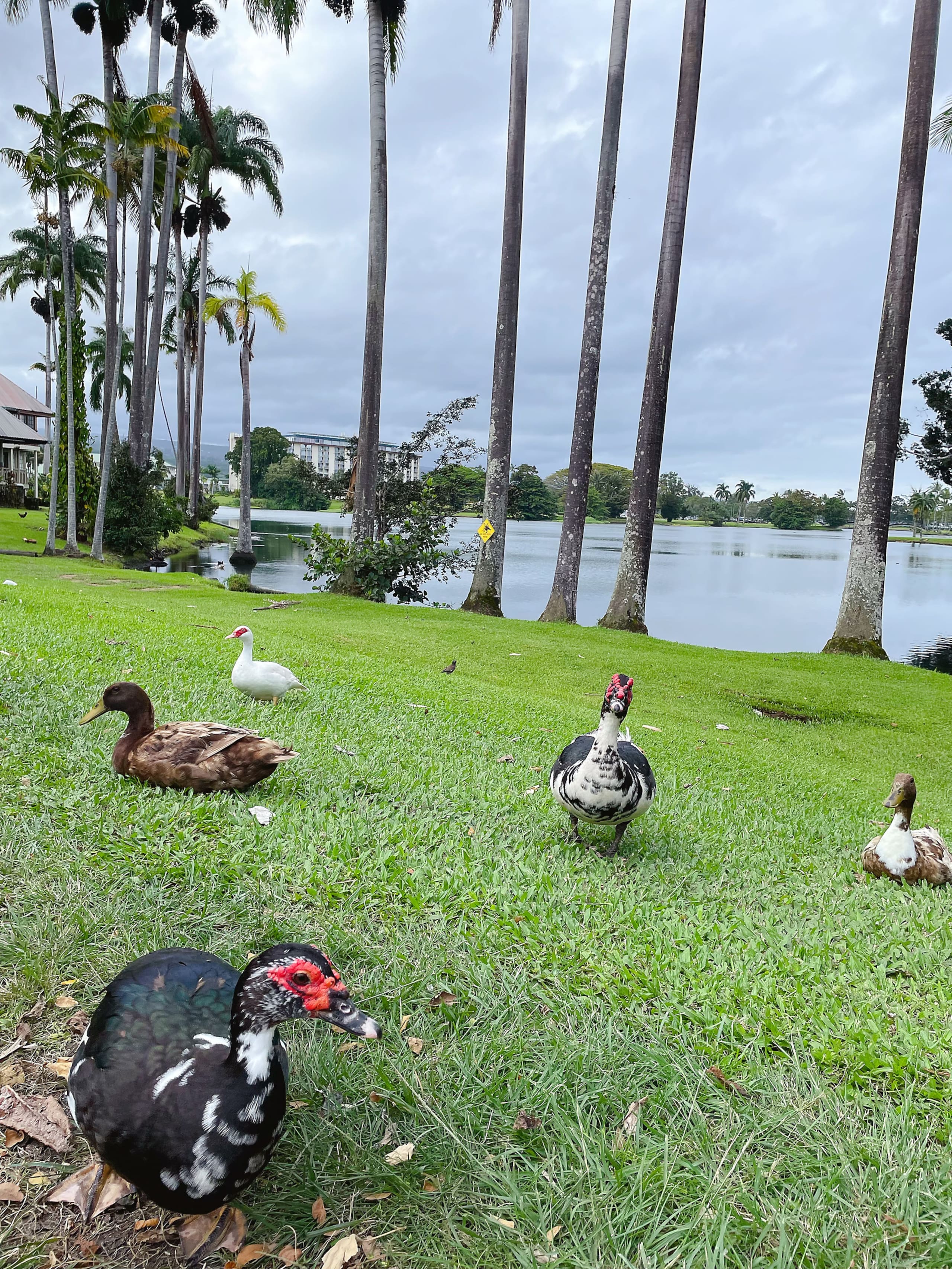 Condo in Hilo · ★4.86 · 1 bedroom · 1 bed · 1 bath - Image 29