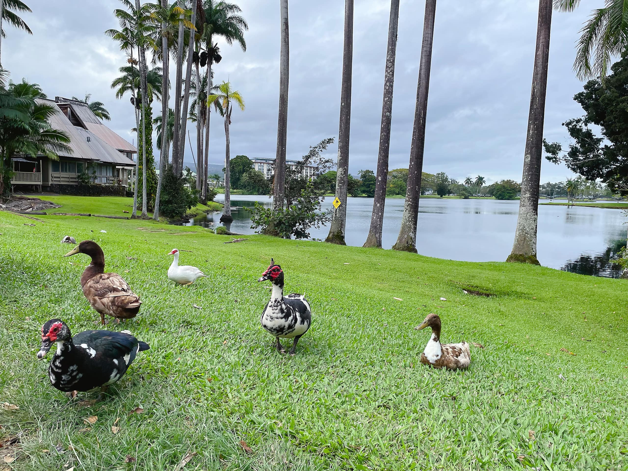 Condo in Hilo · ★4.86 · 1 bedroom · 1 bed · 1 bath - Image 28