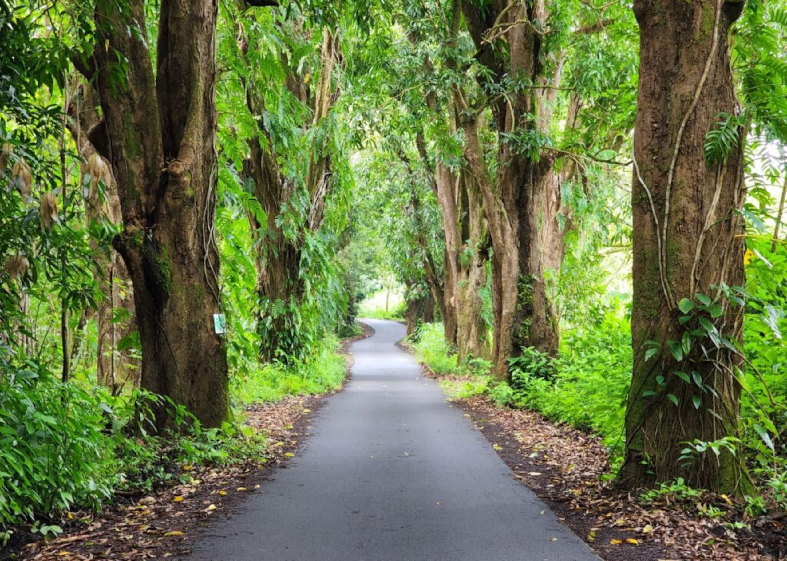 Home in Pahoa · ★4.95 · 1 bedroom · 2 beds · 1 private bath - Image 67