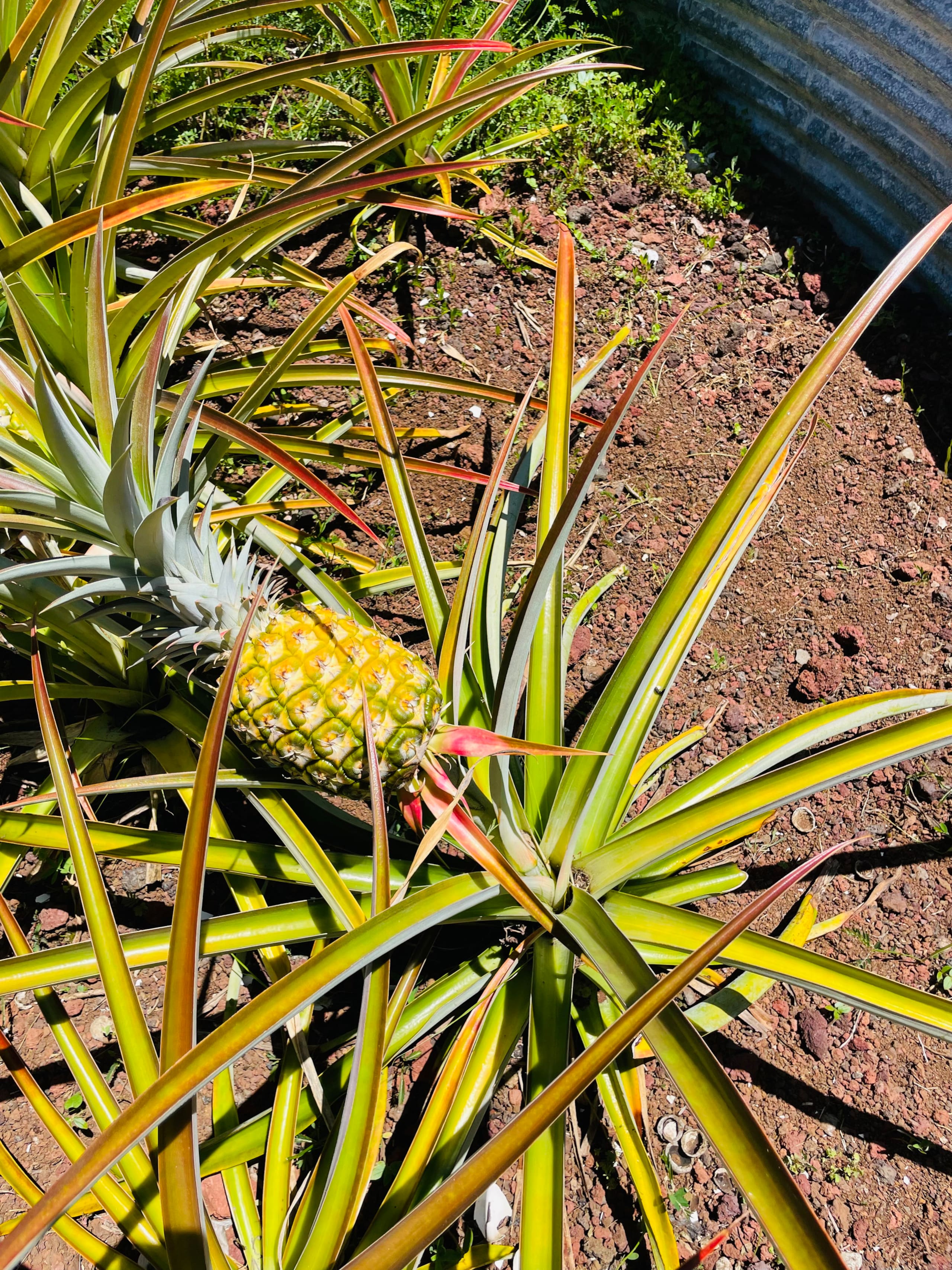Home in Pahoa · ★4.95 · 1 bedroom · 2 beds · 1 private bath - Image 73