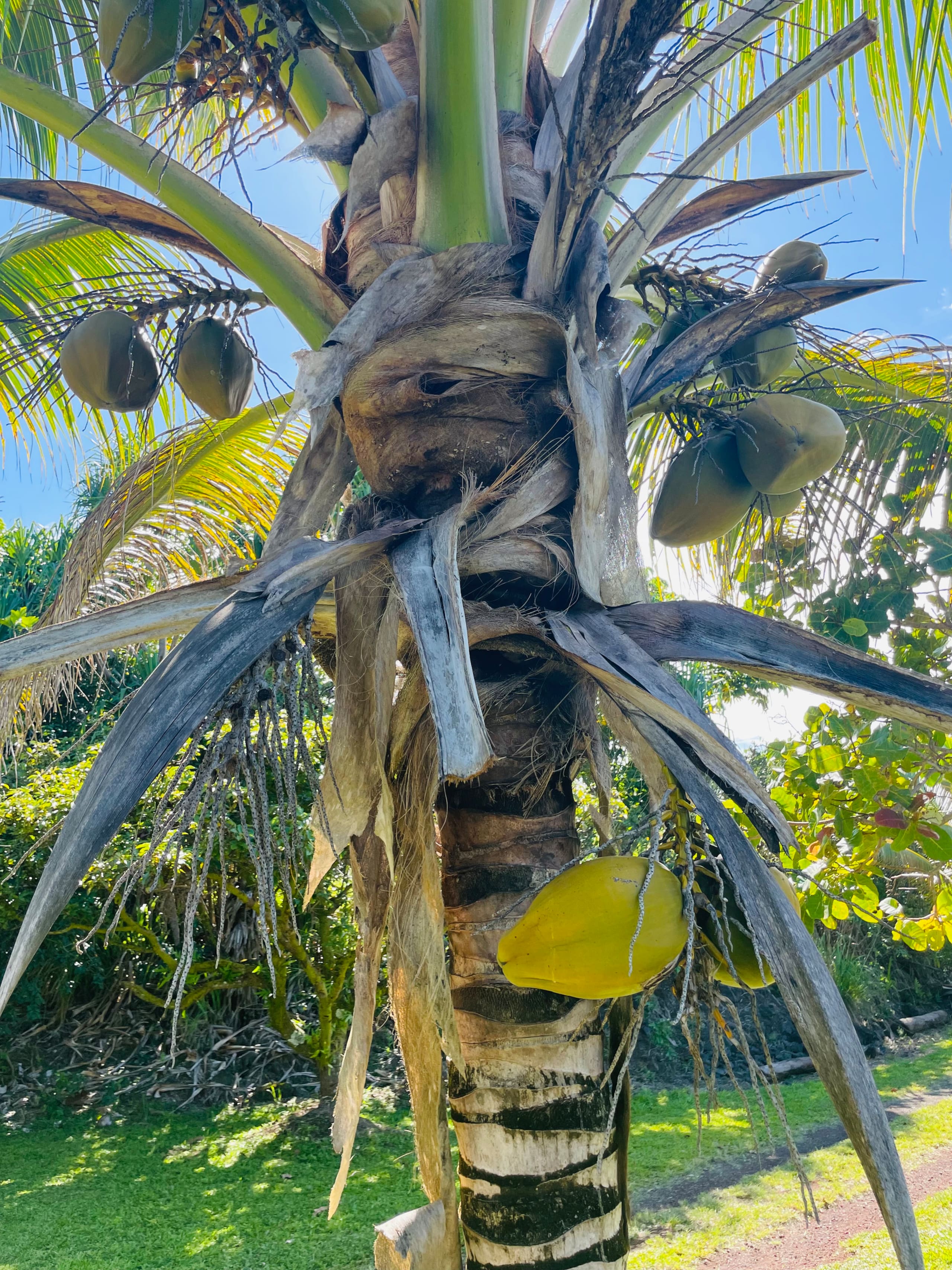 Home in Pahoa · ★4.95 · 1 bedroom · 2 beds · 1 private bath - Image 74
