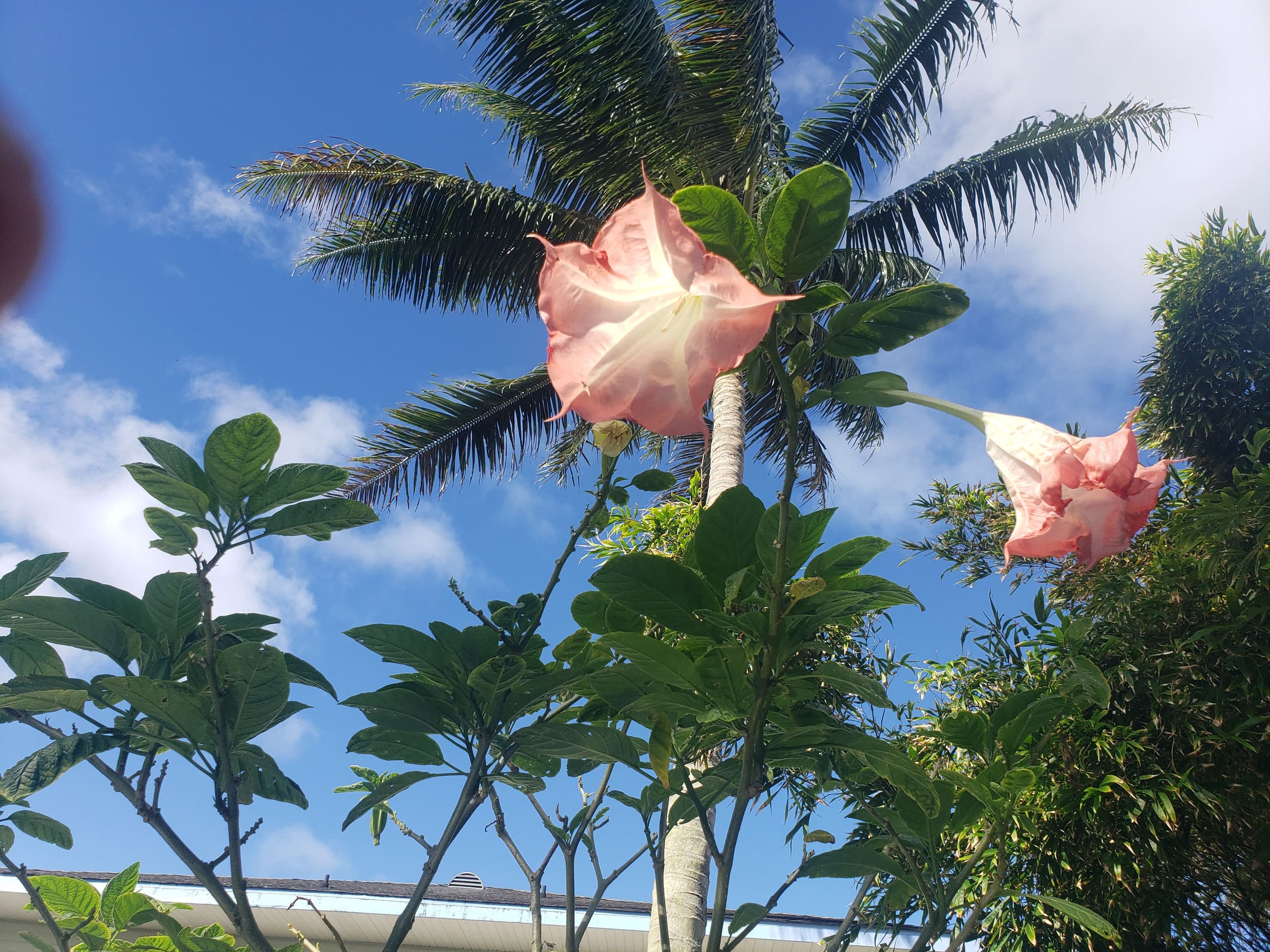 Home in Pahoa · ★4.9 · 1 bedroom · 2 beds · 1 private bath - Image 19