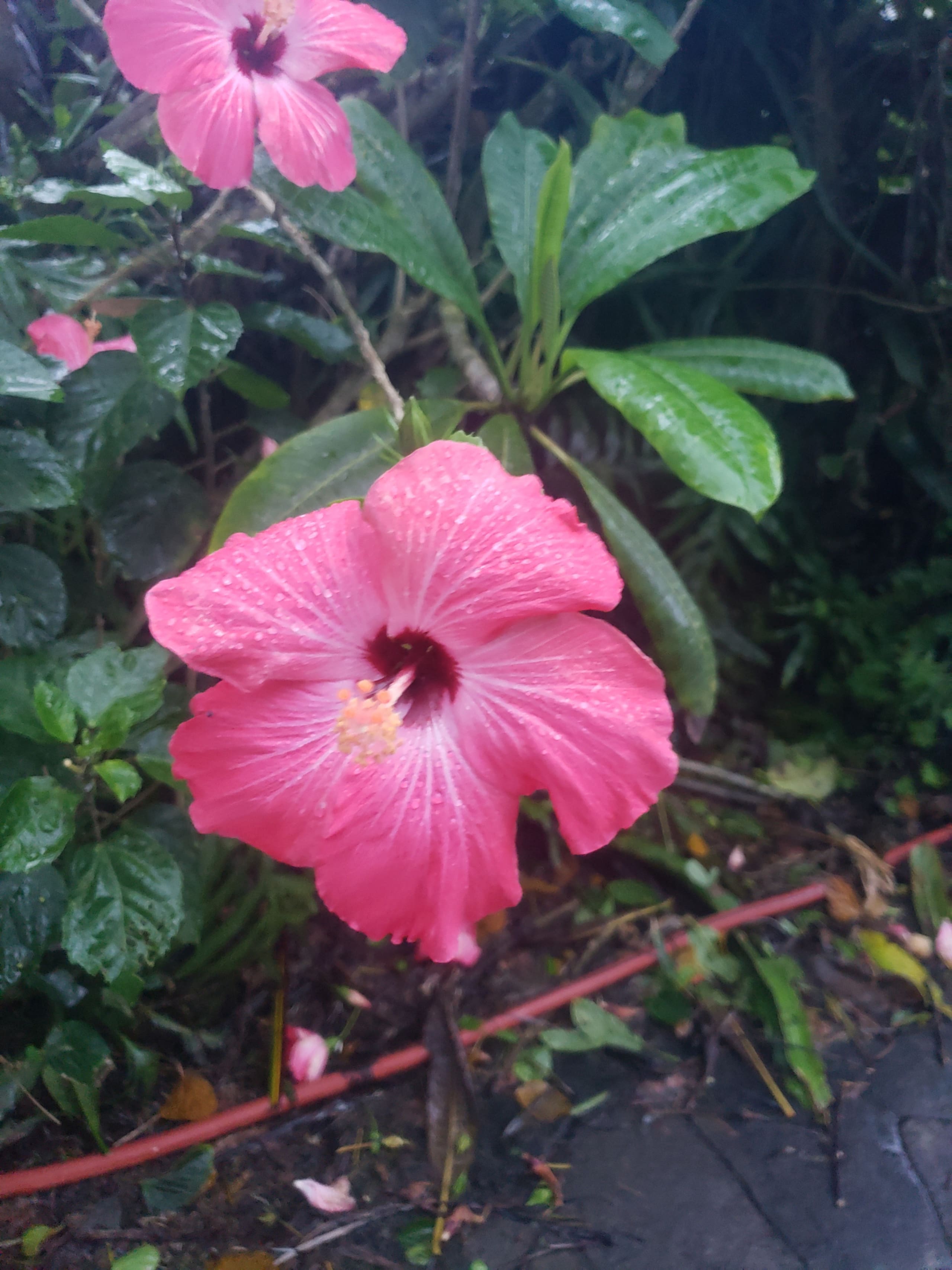 Home in Pahoa · ★4.9 · 1 bedroom · 2 beds · 1 private bath - Image 20
