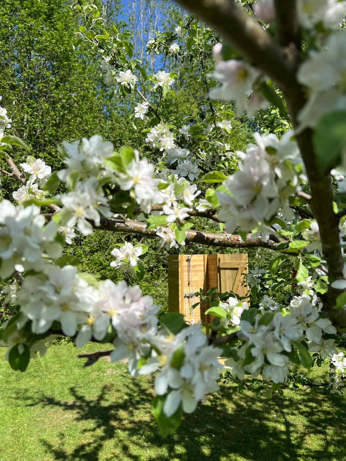 Delicate white flowers adorn a tree branch, framing a wooden outdoor shower nestled softly in the background. Lush green grass is visible, creating a serene natural setting surrounded by vibrant foliage.