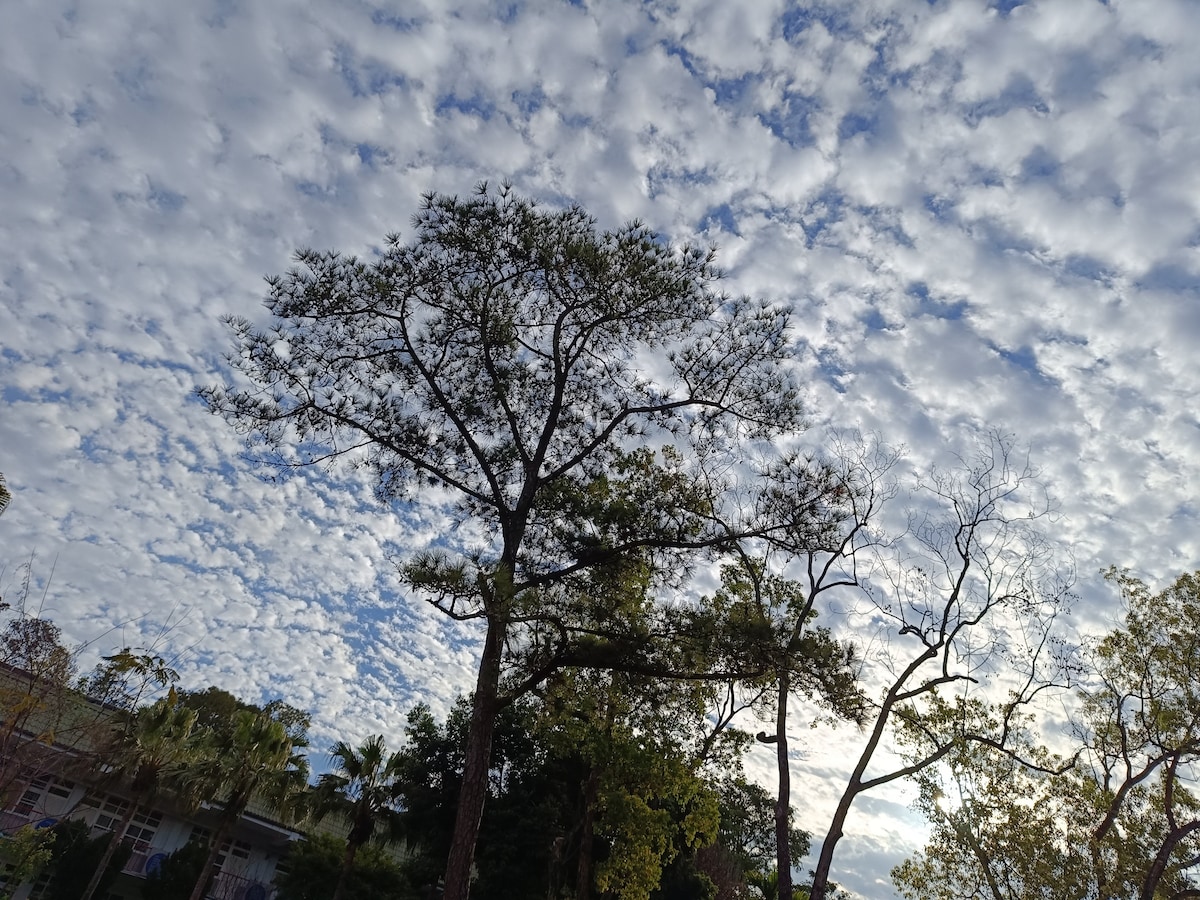 A canopy of trees is depicted against a backdrop of a vibrant sky filled with fluffy clouds. Varied shades of green can be seen in the foliage, while the tall trunks and branches create a sense of spaciousness in the outdoor area.