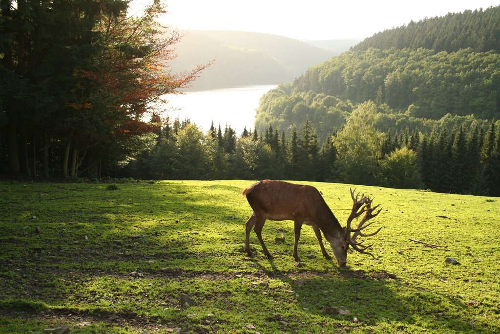 A deer grazes on the lush green grass in a serene landscape. Rolling hills and dense forests create a natural backdrop, with a lake visible in the distance. Soft sunlight casts gentle shadows, enriching the tranquil ambiance of the outdoor setting.