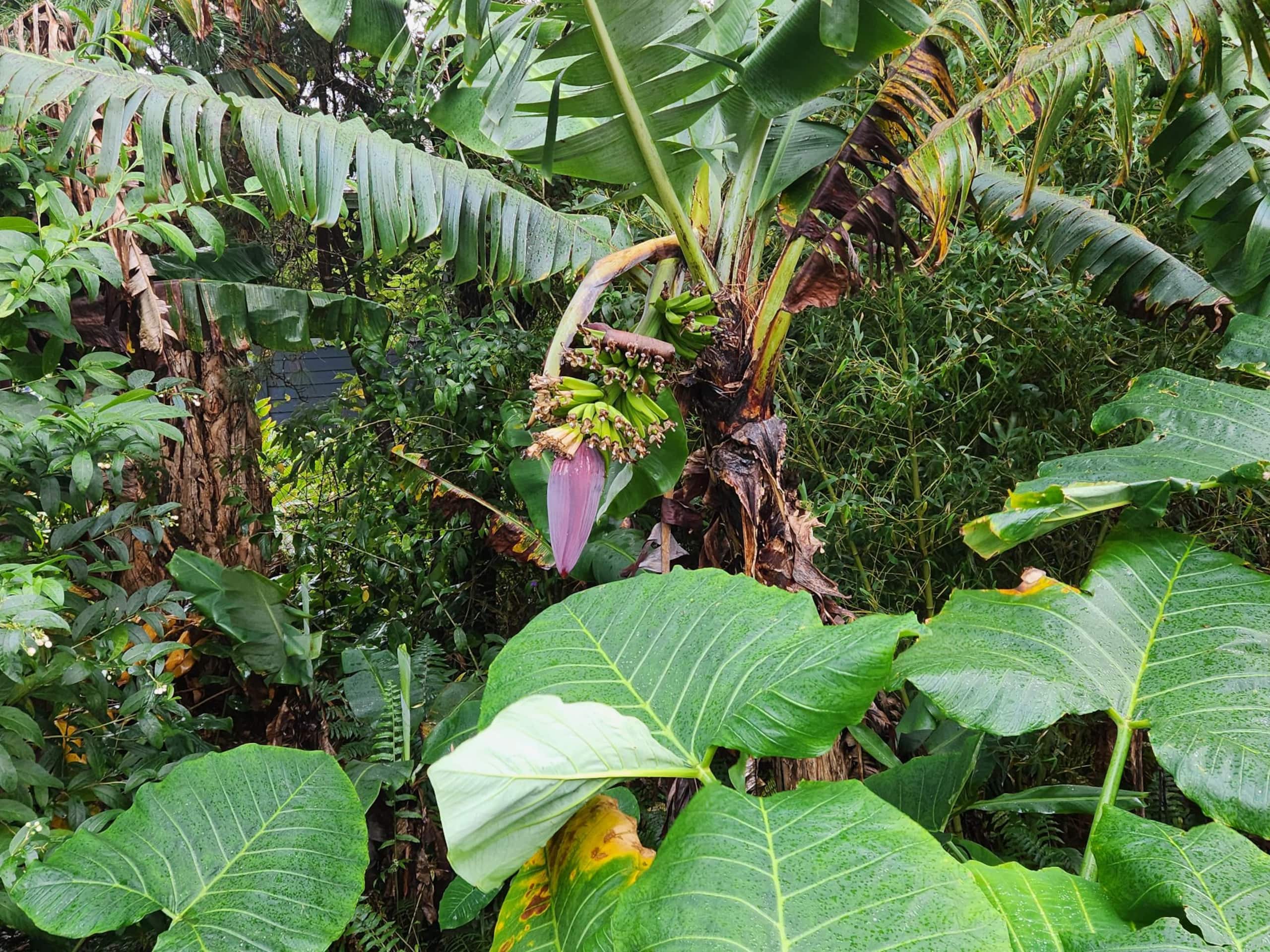 Guesthouse in Waimea · ★4.93 · 1 bedroom · 2 beds · 1 private bath - Image 30