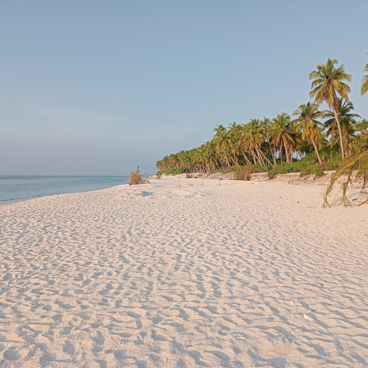 A serene beach landscape features soft white sand stretching along the shoreline, gently meeting calm waters. Lush green palm trees line the beach, providing a vibrant contrast to the sandy expanse. The sky exhibits a soft, clear hue, creating a peaceful coastal atmosphere.