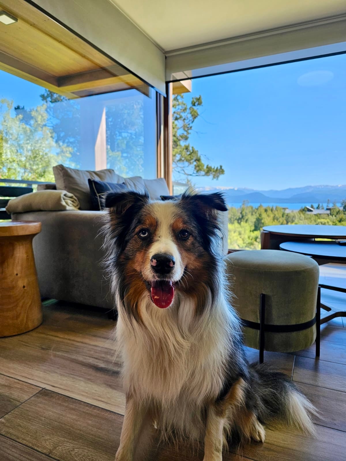 A friendly dog is seated on a wooden floor inside the living area, with a cozy sofa and a round table visible in the background. Large glass windows reveal a panoramic view of surrounding trees and mountains, allowing natural light to flood the space.
