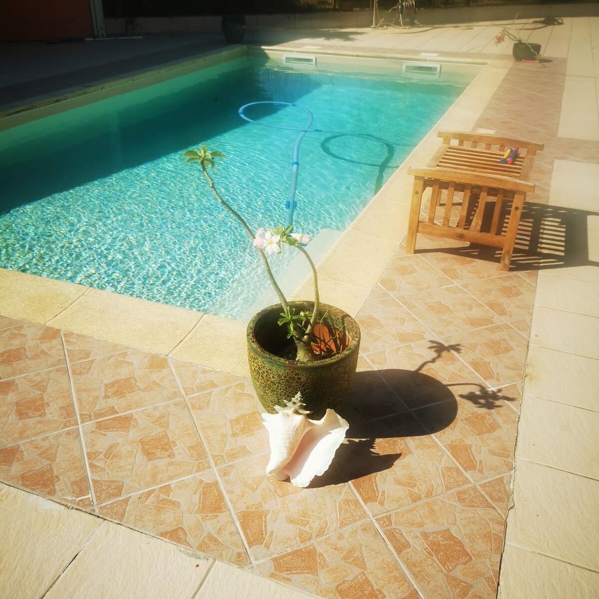 A swimming pool is framed by a sunlit terrace, showcasing clear blue water and a gentle reflection. A potted plant stands beside the pool, adding a touch of greenery. A small wooden table is positioned nearby, accompanied by a seashell accent on the ground.