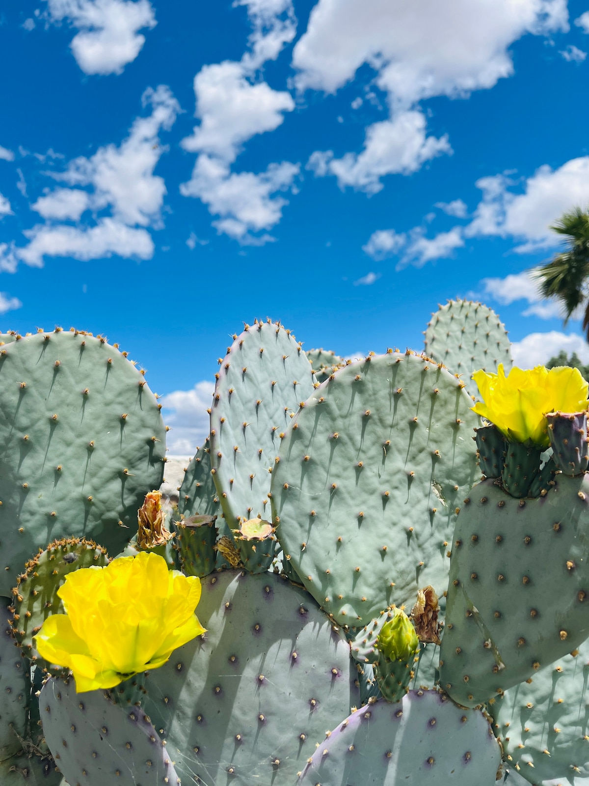 A vibrant cactus garden displays large prickly pear cacti, adorned with bright yellow flowers. The sky above remains clear with fluffy white clouds, creating a beautiful contrast against the green of the cacti and the vivid colors of the blooms.