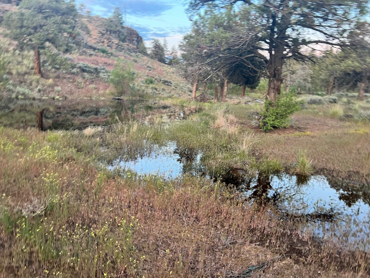 A natural landscape is depicted, featuring a small pond surrounded by lush greenery. Reflections of trees are visible on the water's surface, which is bordered by a mix of grasses and wildflowers, indicating a peaceful outdoor setting.