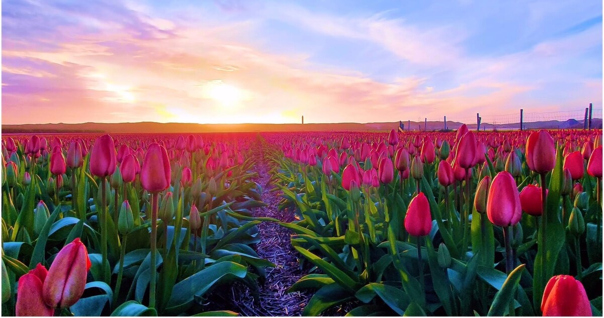 A vibrant field of tulips stretches towards the horizon, featuring rows of pink blooms. The scene is illuminated by a warm sunset, with a blend of orange and purple hues across the sky, providing a peaceful backdrop to the flourishing flowers.