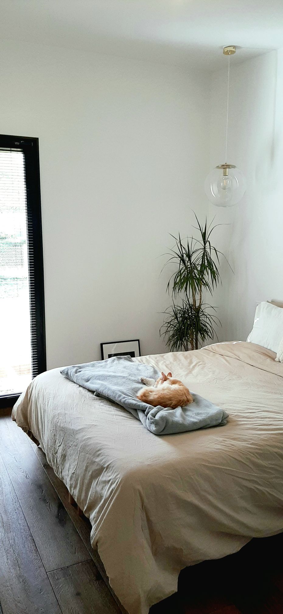 A cozy sleeping area features a spacious bed made with neutral linens and a light blanket. A cat is seen resting on the bed. A potted plant adds a touch of greenery to the room, while a large window allows natural light to fill the space.