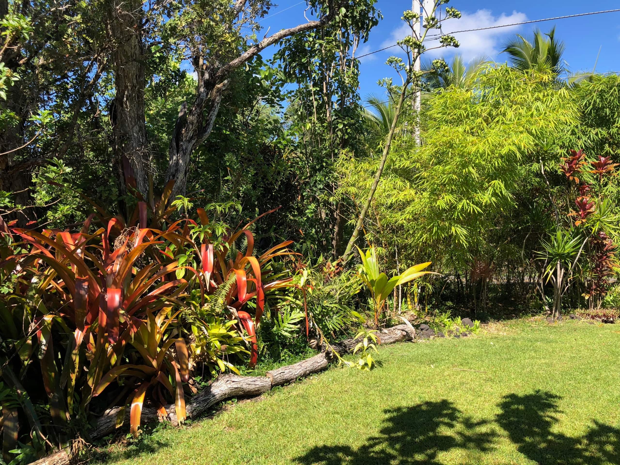 Home in Pahoa · ★4.86 · 1 bedroom · 1 bed · 1 bath - Image 22