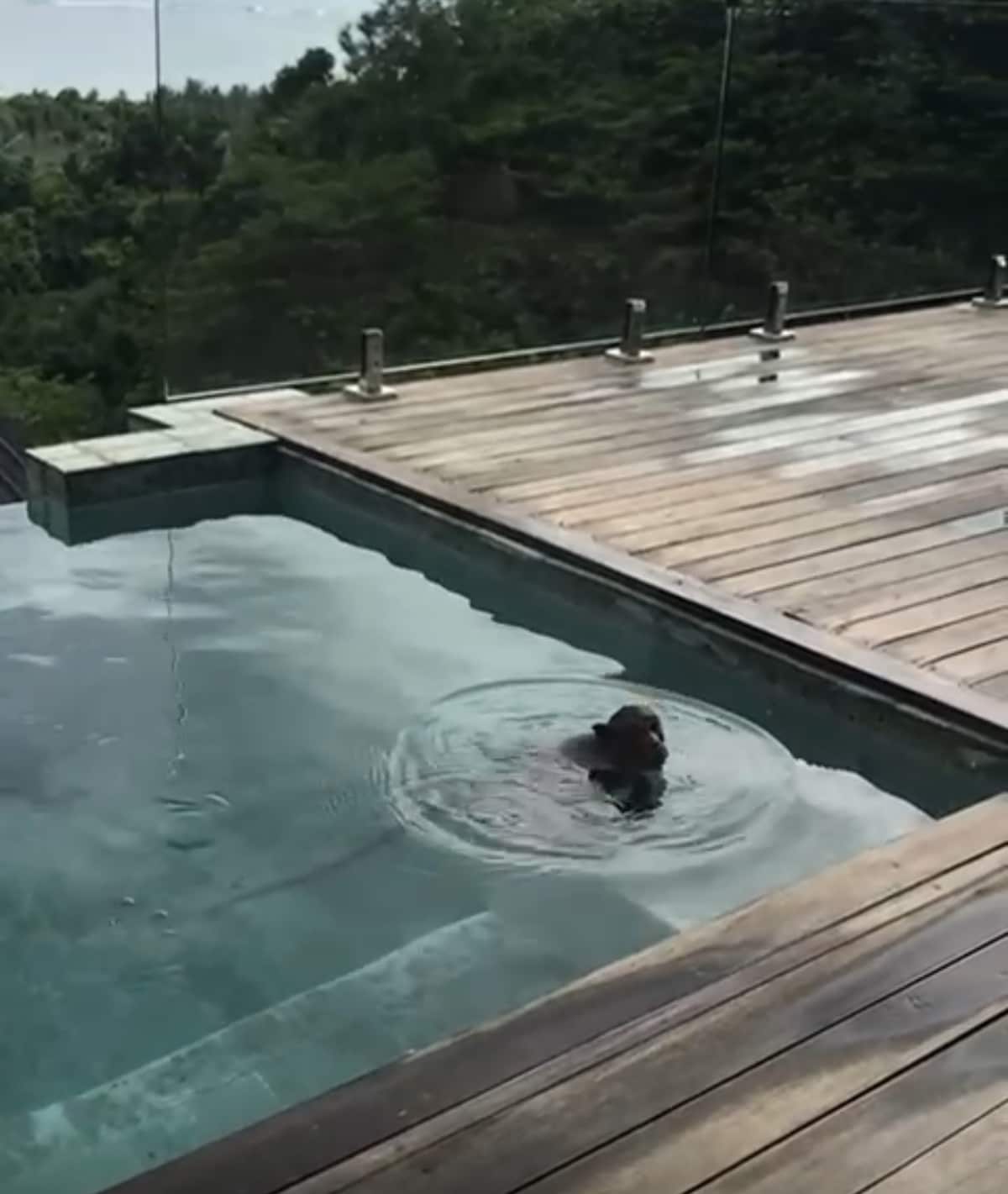 An infinity pool is visible with clear water, reflecting the surrounding greenery. The deck is made of warm wood, complemented by transparent glass panels that enhance the view of the lush forest on the hillside.