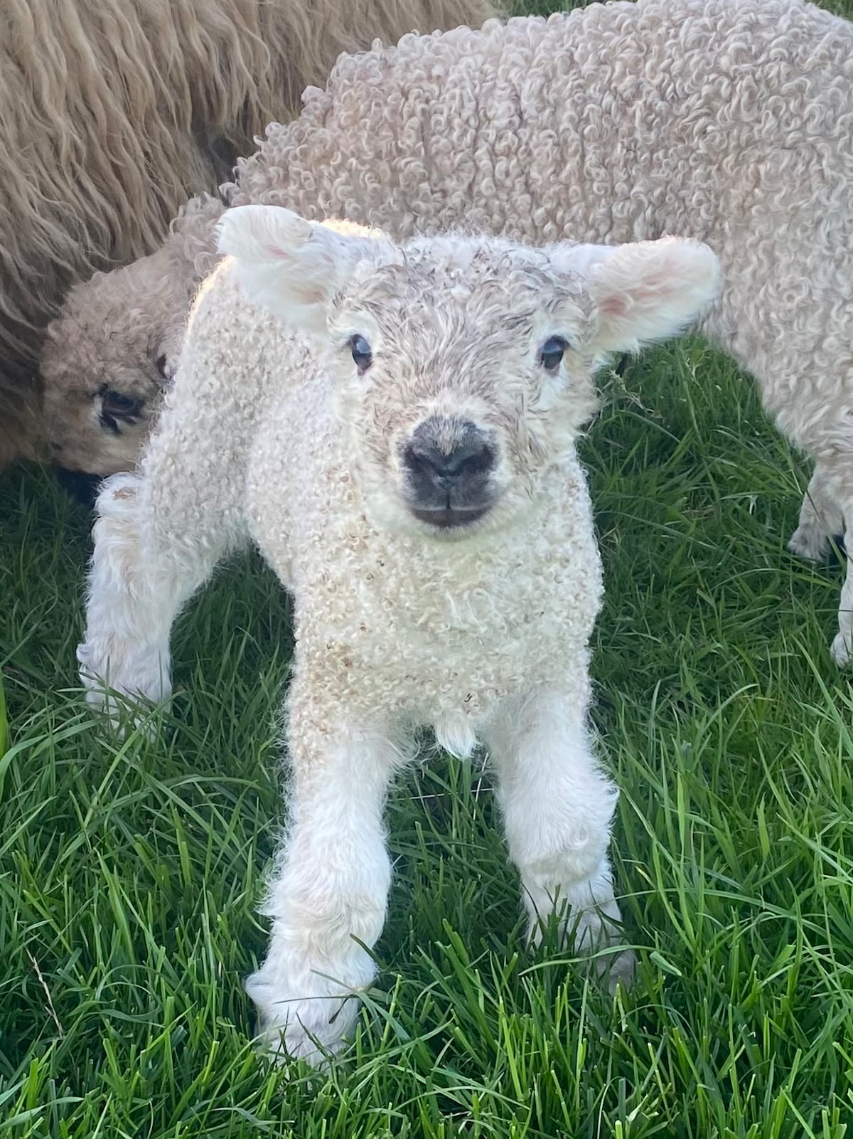 A playful lamb stands on lush green grass, displaying its soft, curly white fleece. The lamb's curious expression is highlighted, with its large eyes and small ears perked up. In the background, the silhouette of another sheep is visible, adding to the rural farm atmosphere.