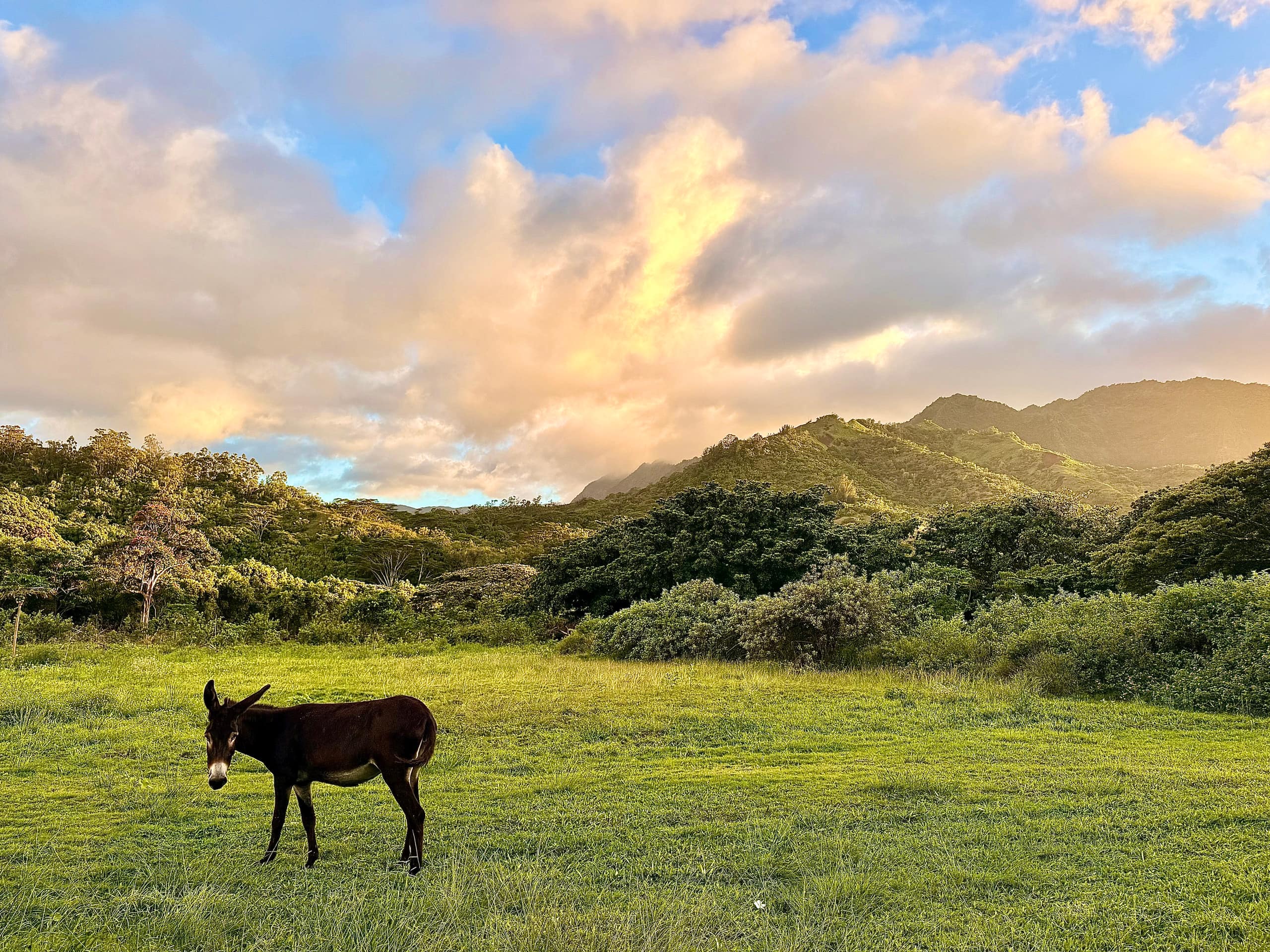 Home in Hanalei · ★4.9 · 3 bedrooms · 6 beds · 3 baths - Photo 42