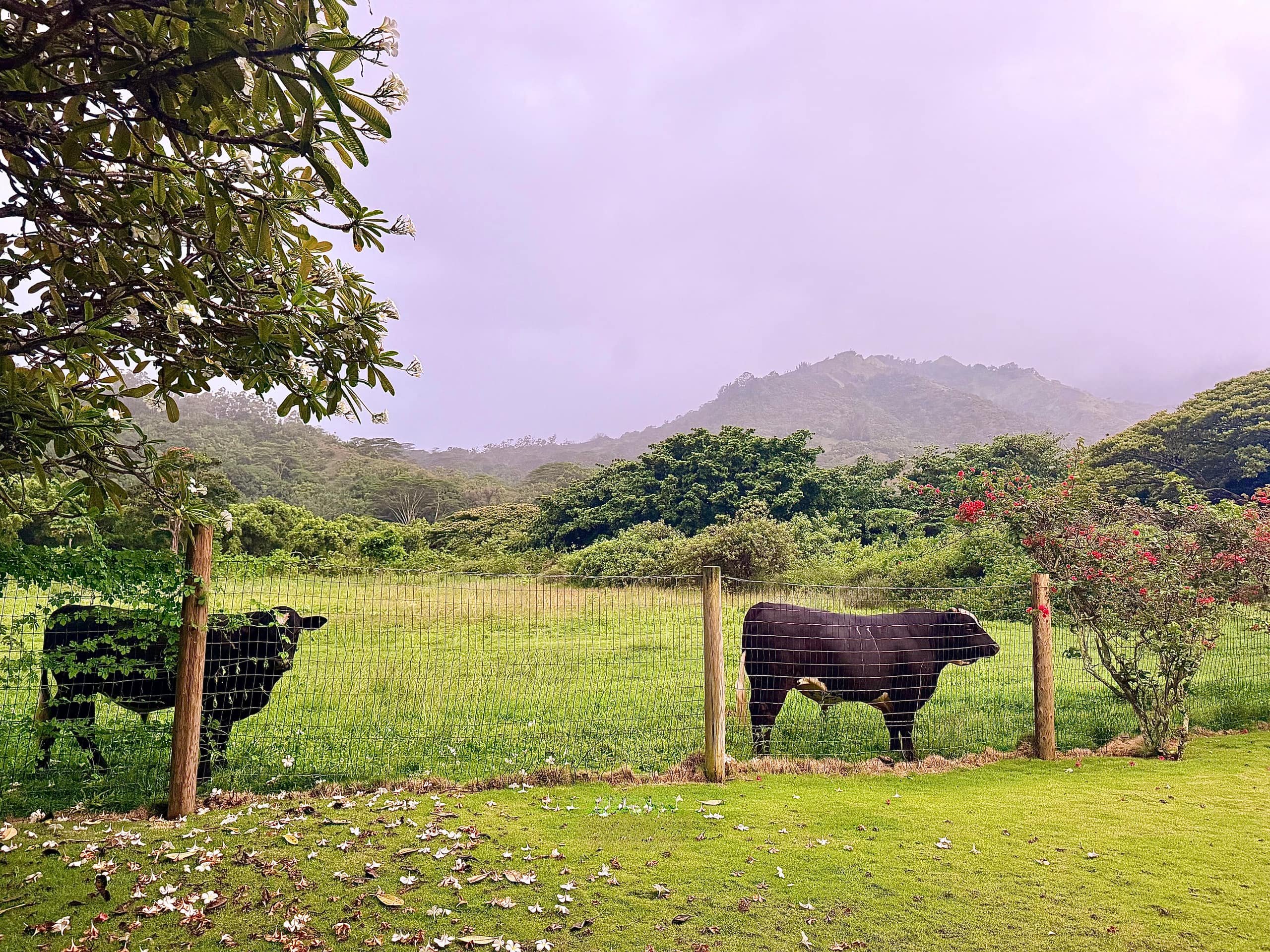 Home in Hanalei · ★4.9 · 3 bedrooms · 6 beds · 3 baths - Photo 41