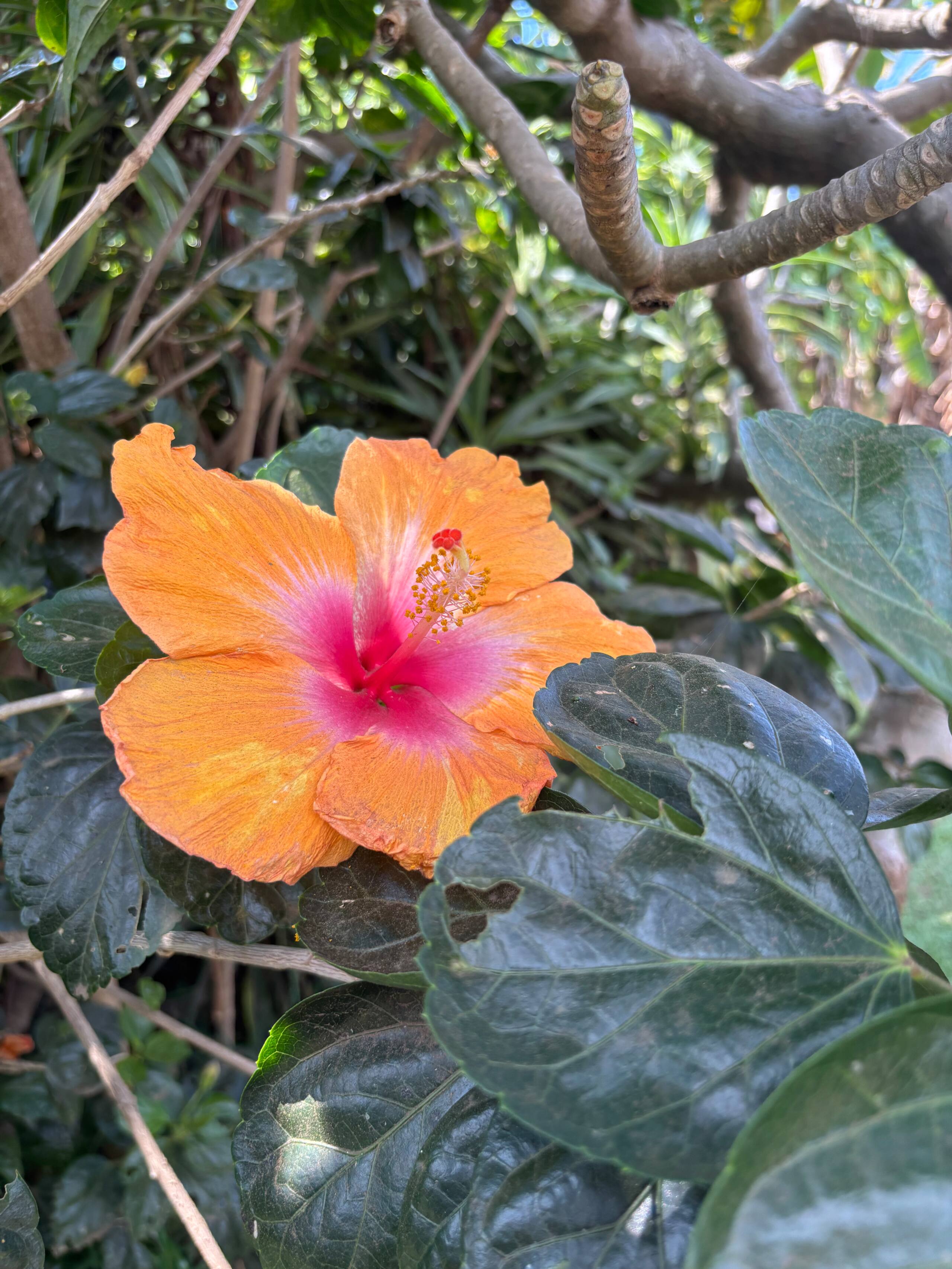 Hidden Gem with Aloha Spirit - Photo 27