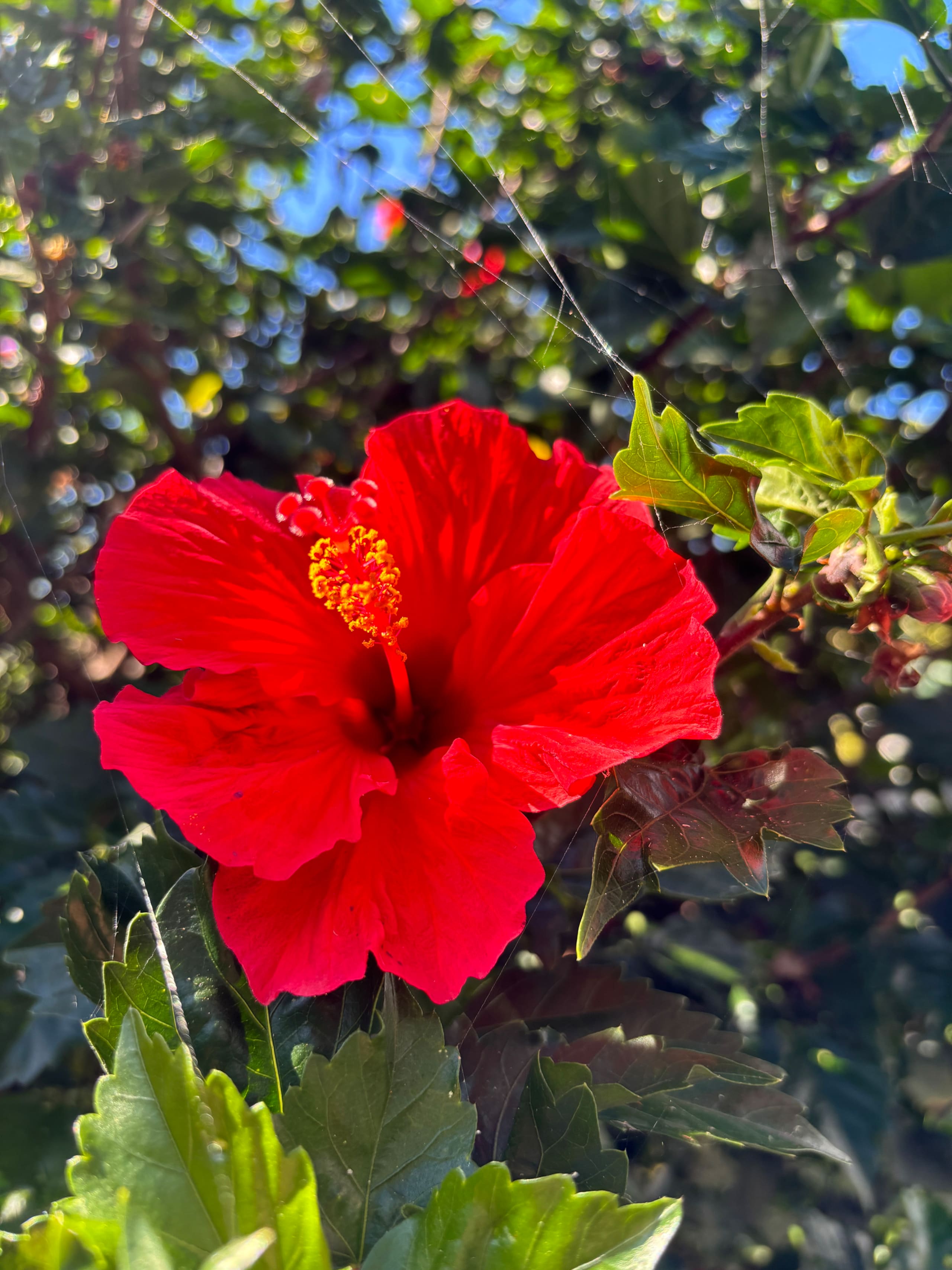 Hidden Gem with Aloha Spirit - Photo 32