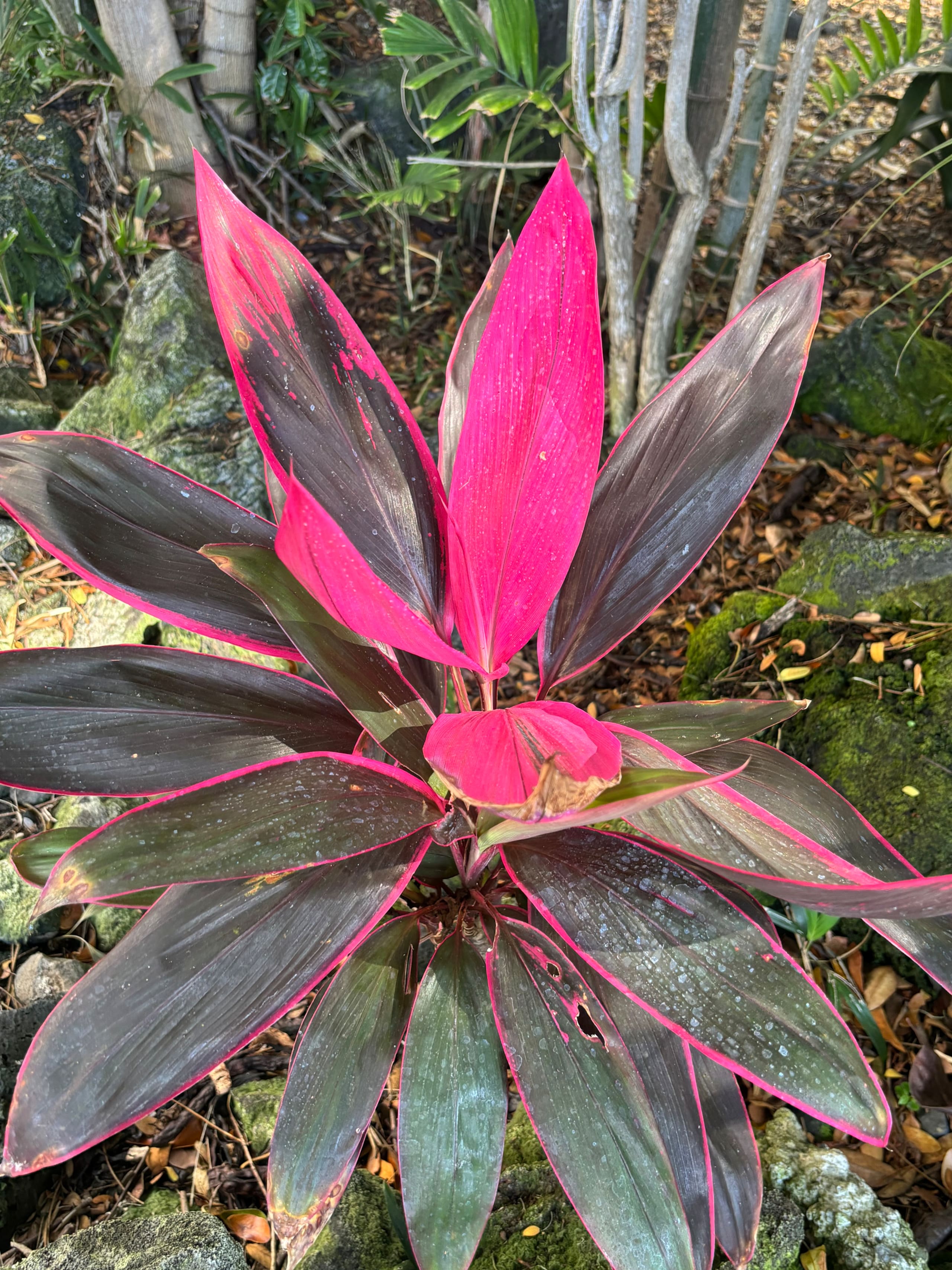Hidden Gem with Aloha Spirit - Photo 35