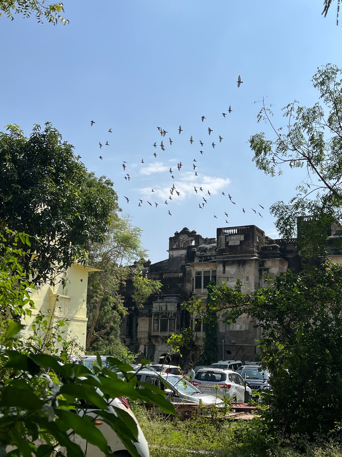 A cluster of birds is seen flying against a clear blue sky, with historical buildings partially obscured by lush green trees. The area features parked cars and vibrant foliage, creating a harmonious blend of nature and heritage.