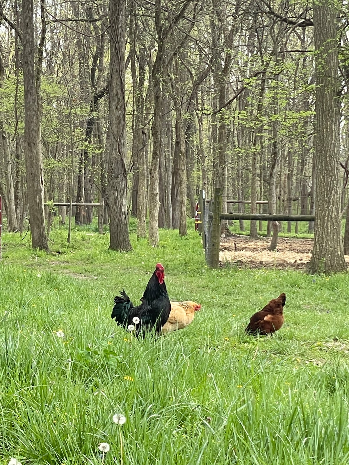 A serene outdoor area is depicted, featuring a black rooster with a red comb alongside a light brown hen and a dark brown hen. Lush green grass surrounds them, and trees are visible in the background, providing a natural setting.