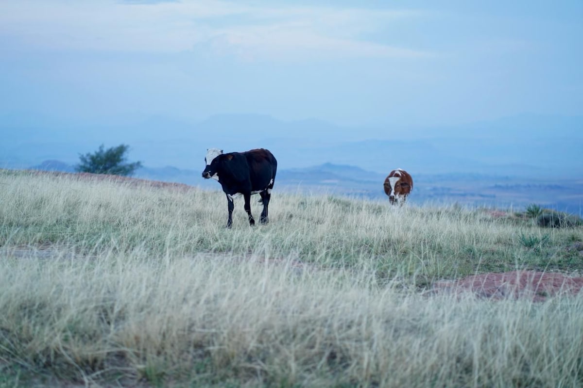 Two cows graze calmly in a grassy field, with a soft blue twilight sky serving as the backdrop. Rolling hills and distant mountains are visible, creating a serene rural landscape.