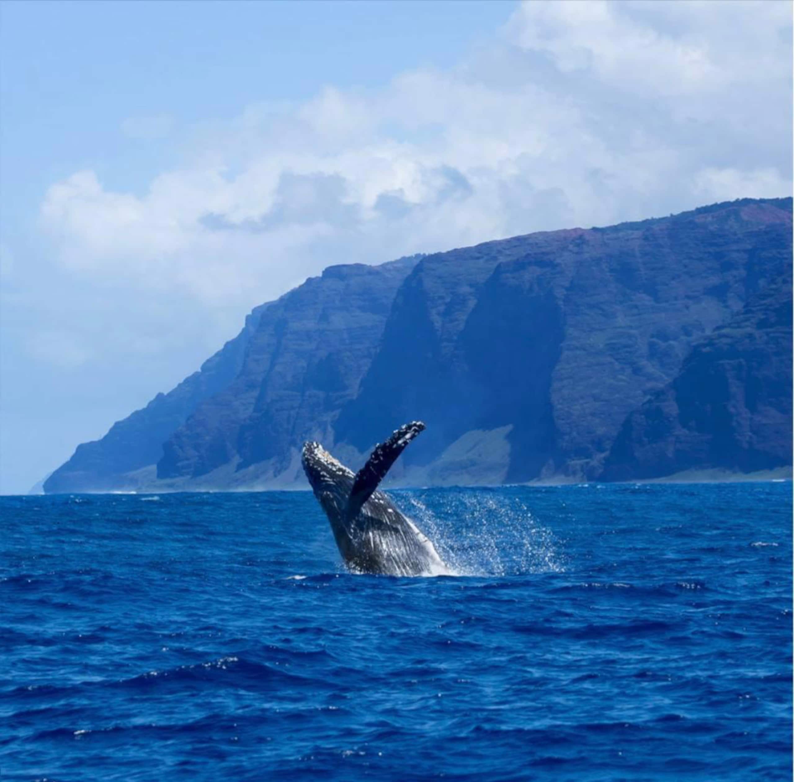 Deluxe Kona Studio by the Ocean. - Image 19