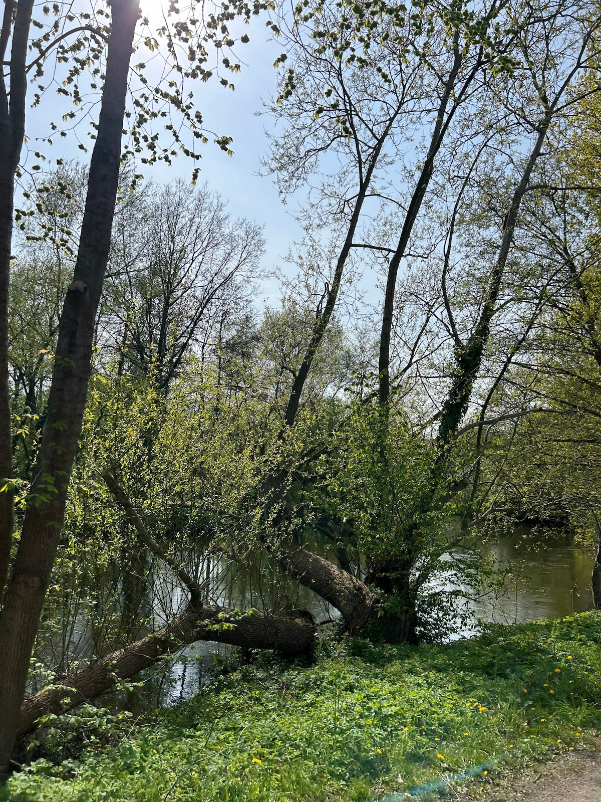 Lush green trees line the riverbank, their branches gracefully arching towards the water. Sunlight filters through the leaves, creating a serene atmosphere. The river reflects the greenery and clear blue sky, with an area of soft grass and wildflowers visible along the edge.
