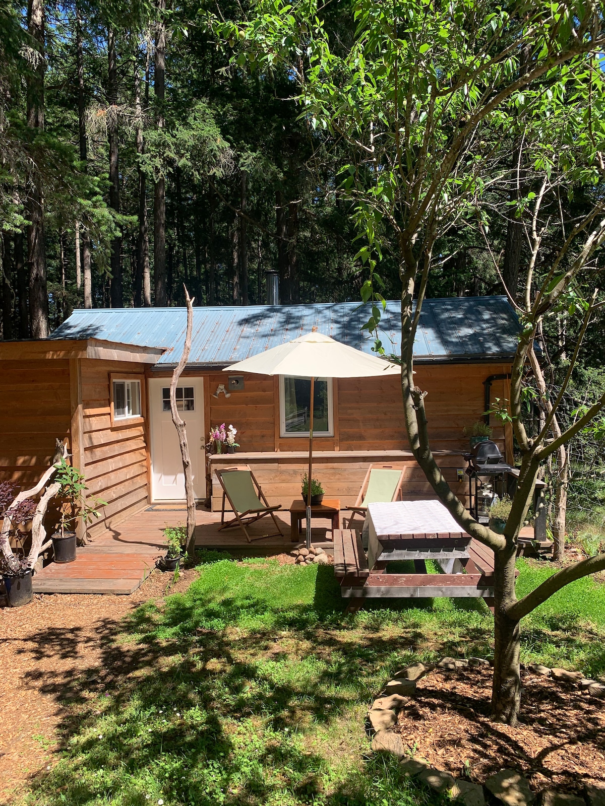 A cozy cabin is nestled among towering trees, featuring a wooden exterior and a blue metal roof. A small outdoor space with a table and chairs is shaded by a large umbrella, inviting relaxation in the surrounding greenery.