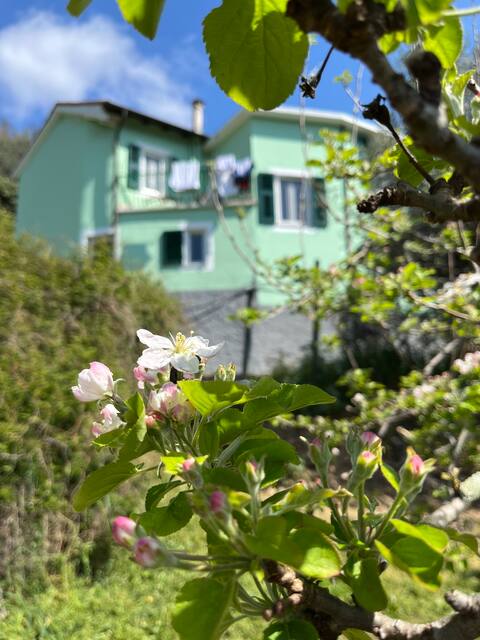 [AC & Garden] Olive Grove Oasis