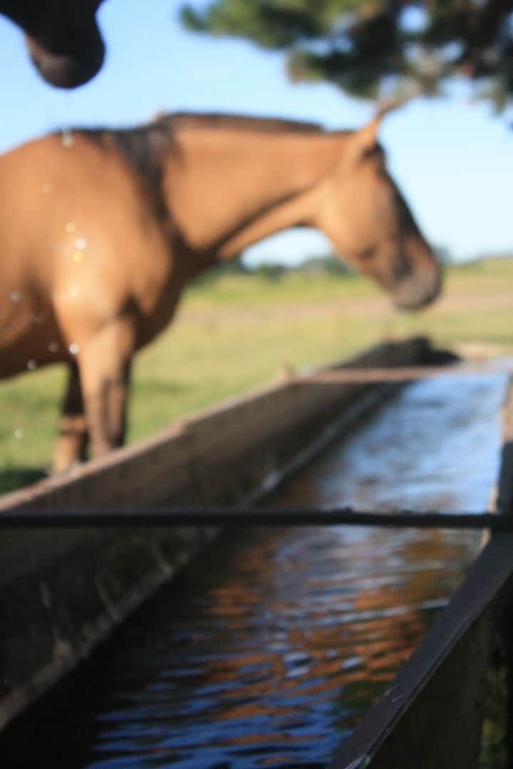 A close view of a water trough filled with clear water reflects the surrounding environment. A brown horse stands nearby, partially in focus, suggesting a serene agricultural setting. Soft sunlight bathes the scene, creating a calm and peaceful atmosphere.
