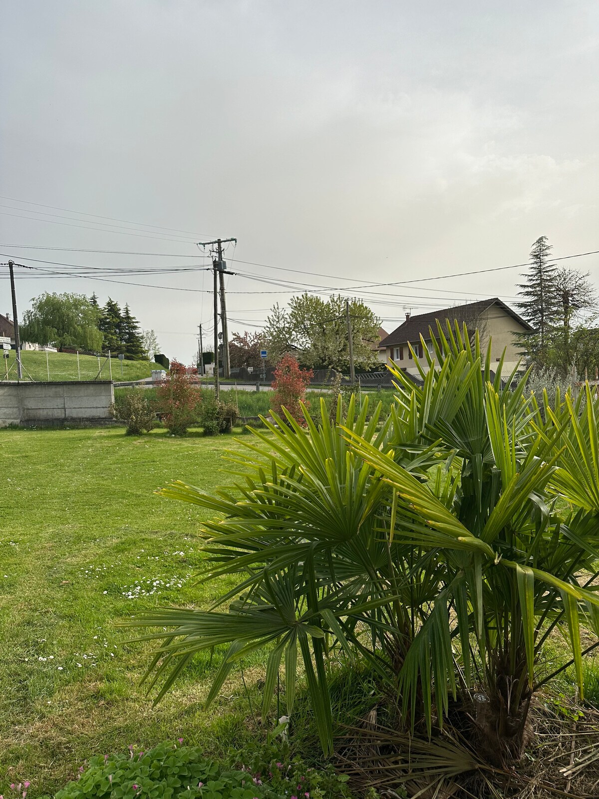A lush green garden is visible, featuring a palm plant in the foreground. In the background, a house is nestled beside trees, with power lines stretching across the scene. The sky appears slightly overcast, hinting at a calm and serene environment.