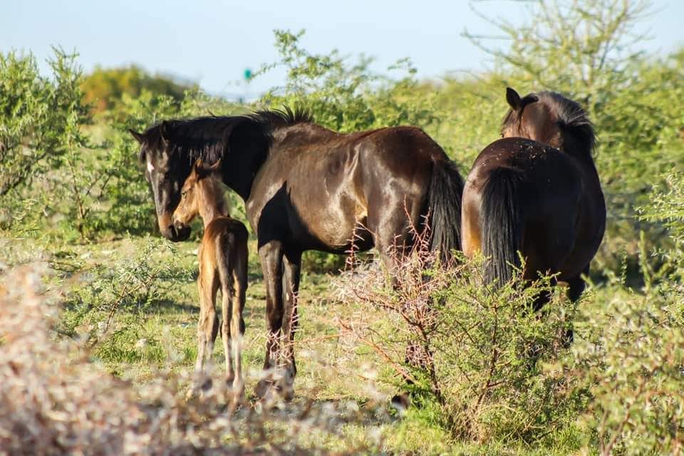 A serene natural setting features three horses in a grassy area. A young foal stands alongside a larger horse, with a third horse positioned nearby. Surrounding greenery adds to the tranquil environment, offering a glimpse of wildlife harmonizing with nature.